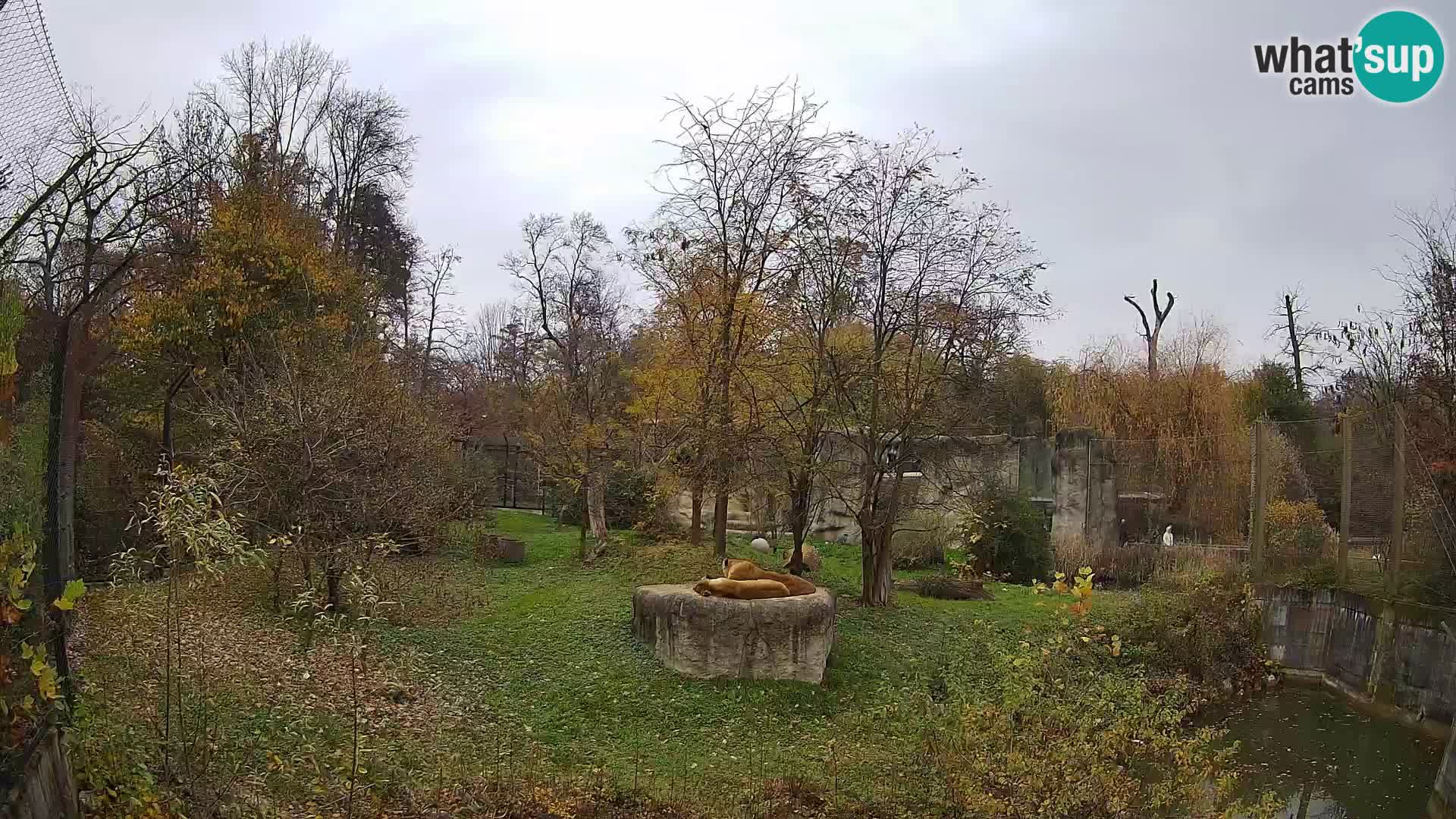 Zoo Zagreb – Löwen