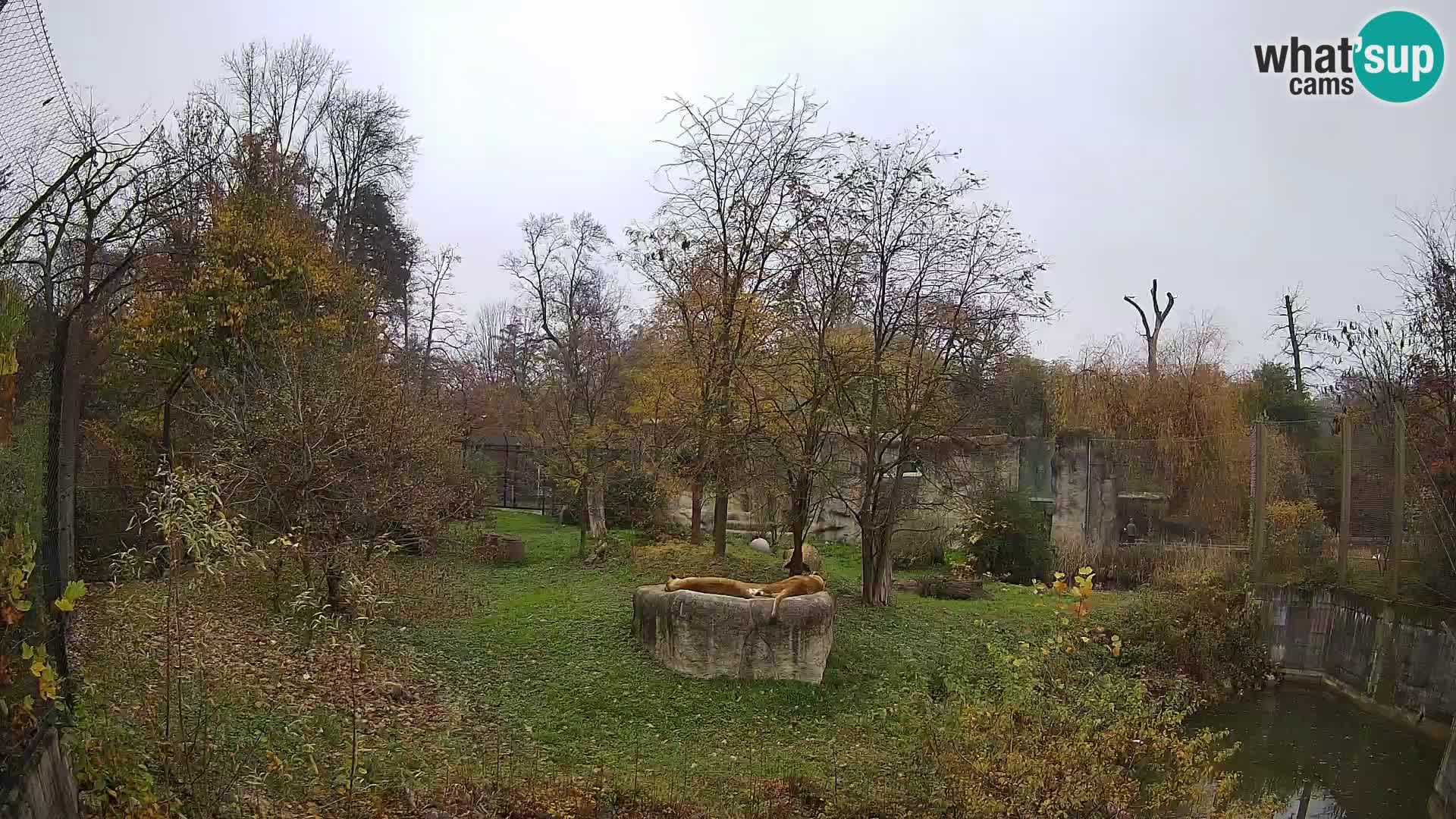 Zoo Zagreb – Lavovi