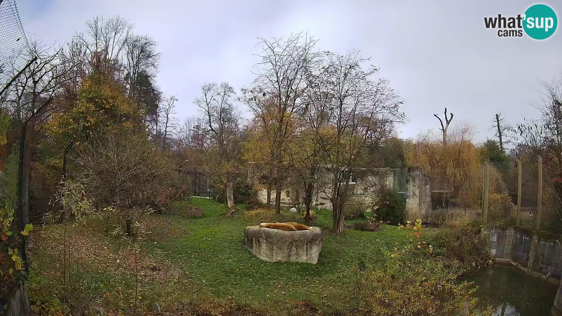 Zoo Zagreb – Leones