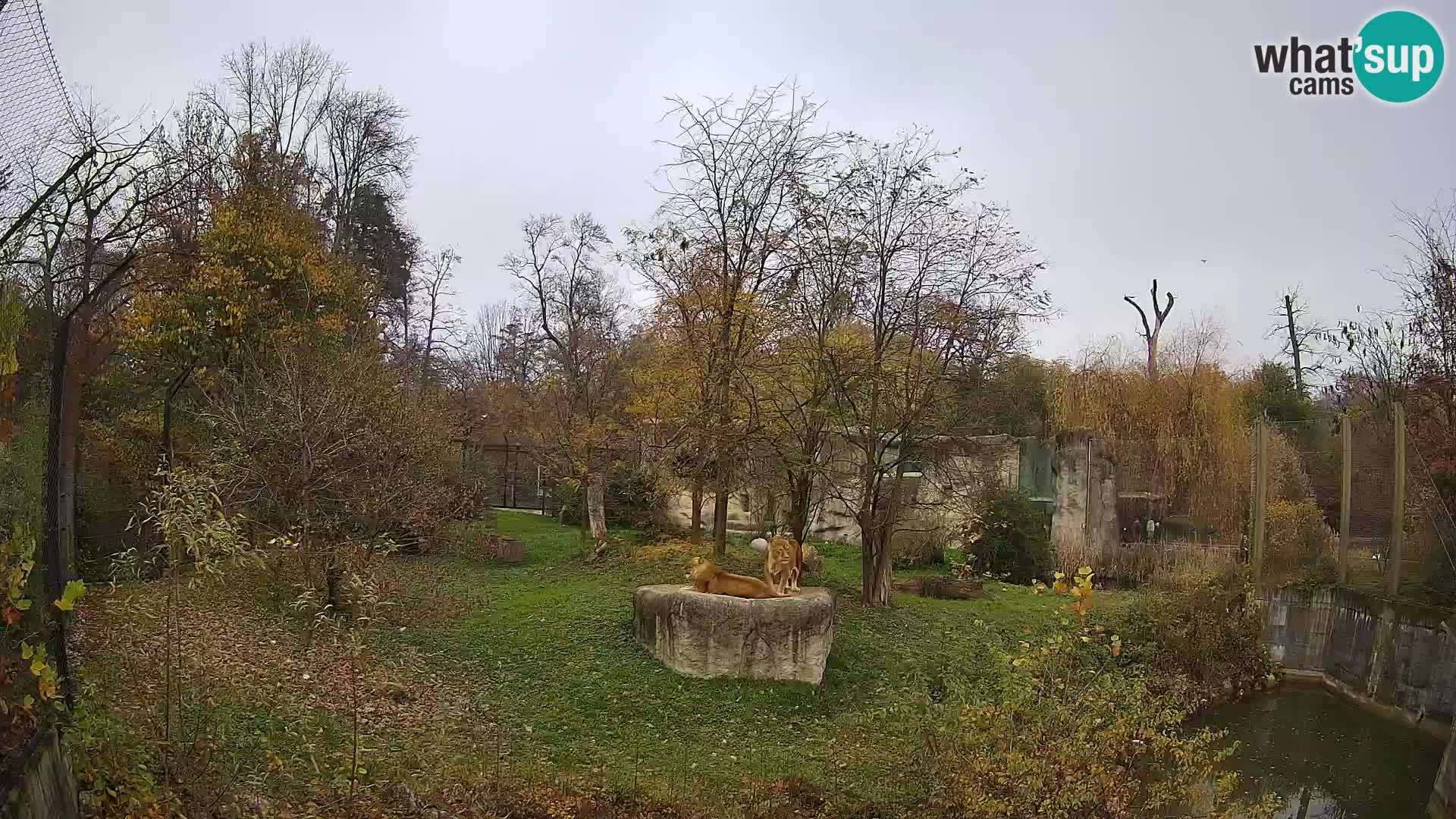 Zoo Zagreb – Löwen