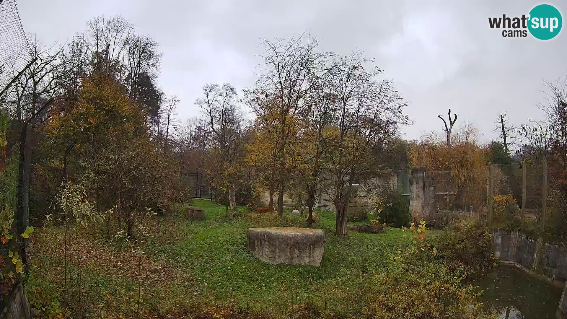 Zoo Zagreb – Lavovi