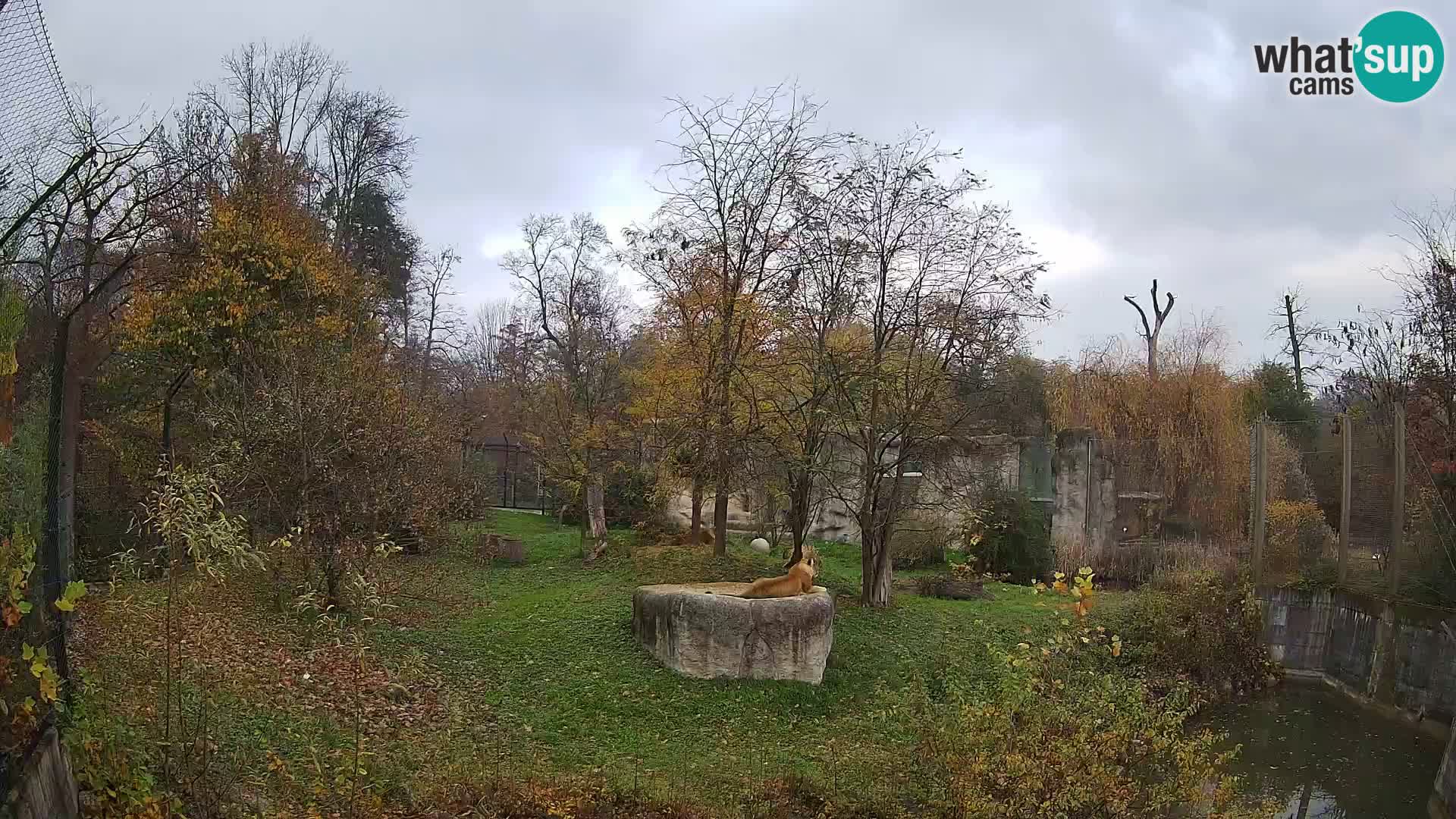 Spletna kamera Zoo Zagreb – Levi