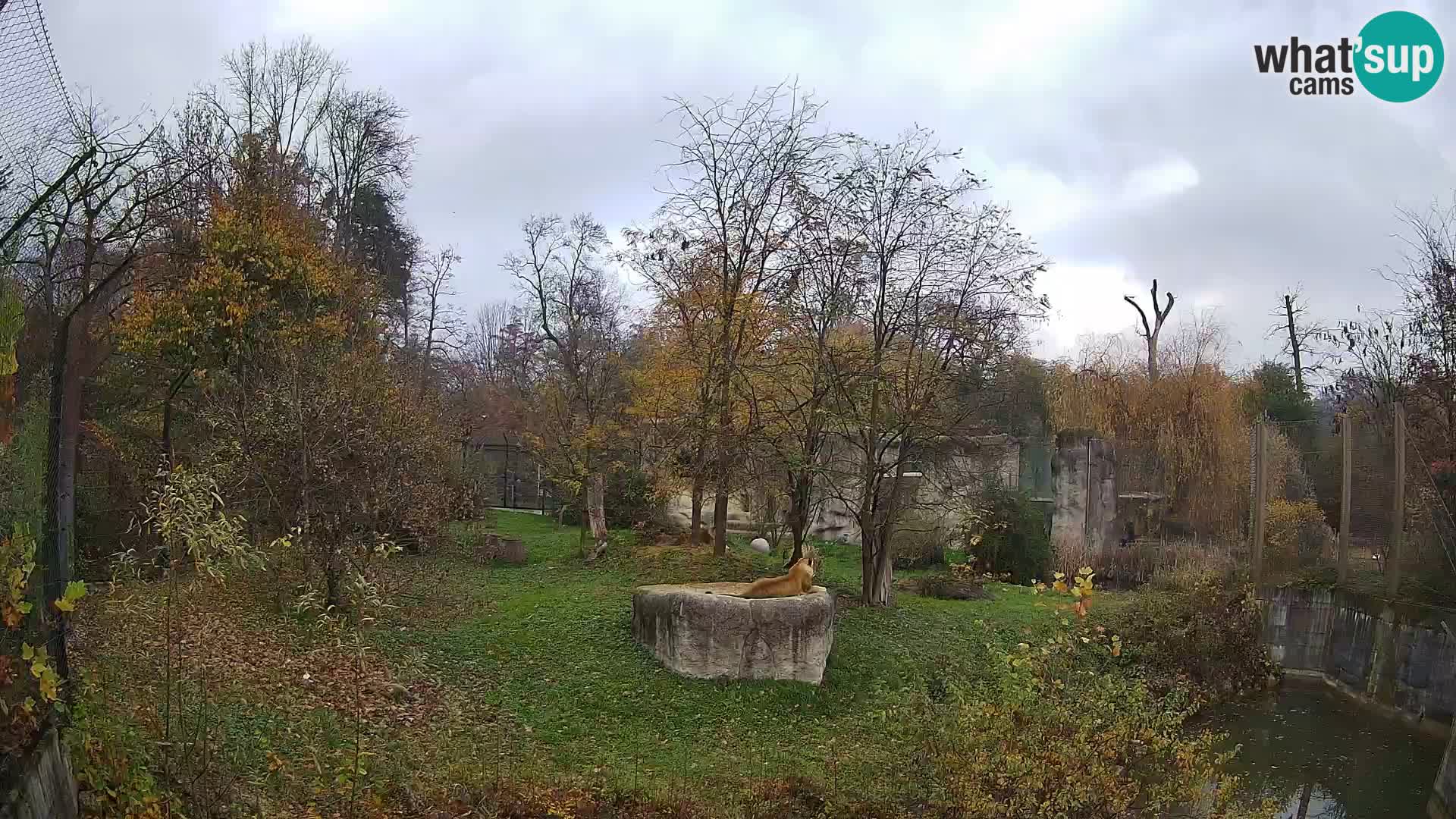 Zoo Zagreb – Lion