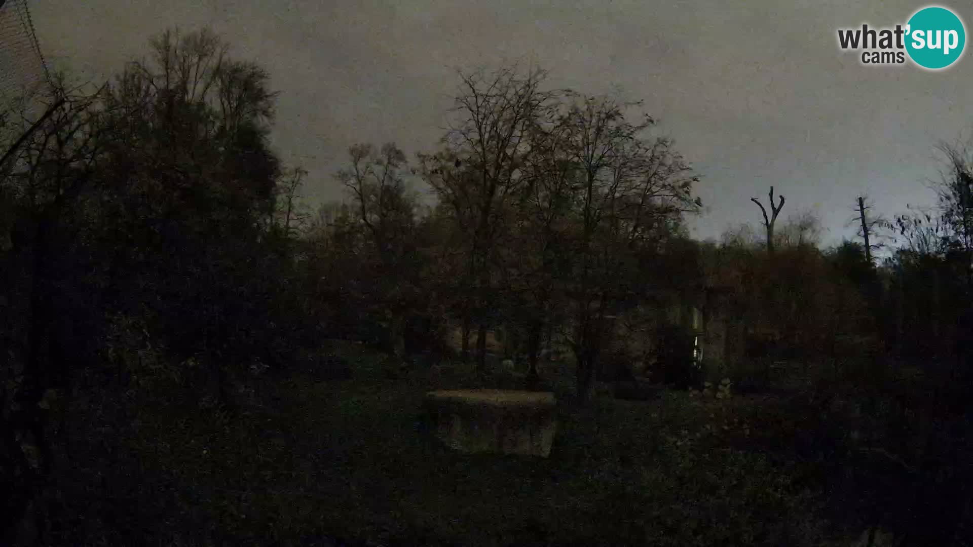 Zoo Zagreb – Löwen