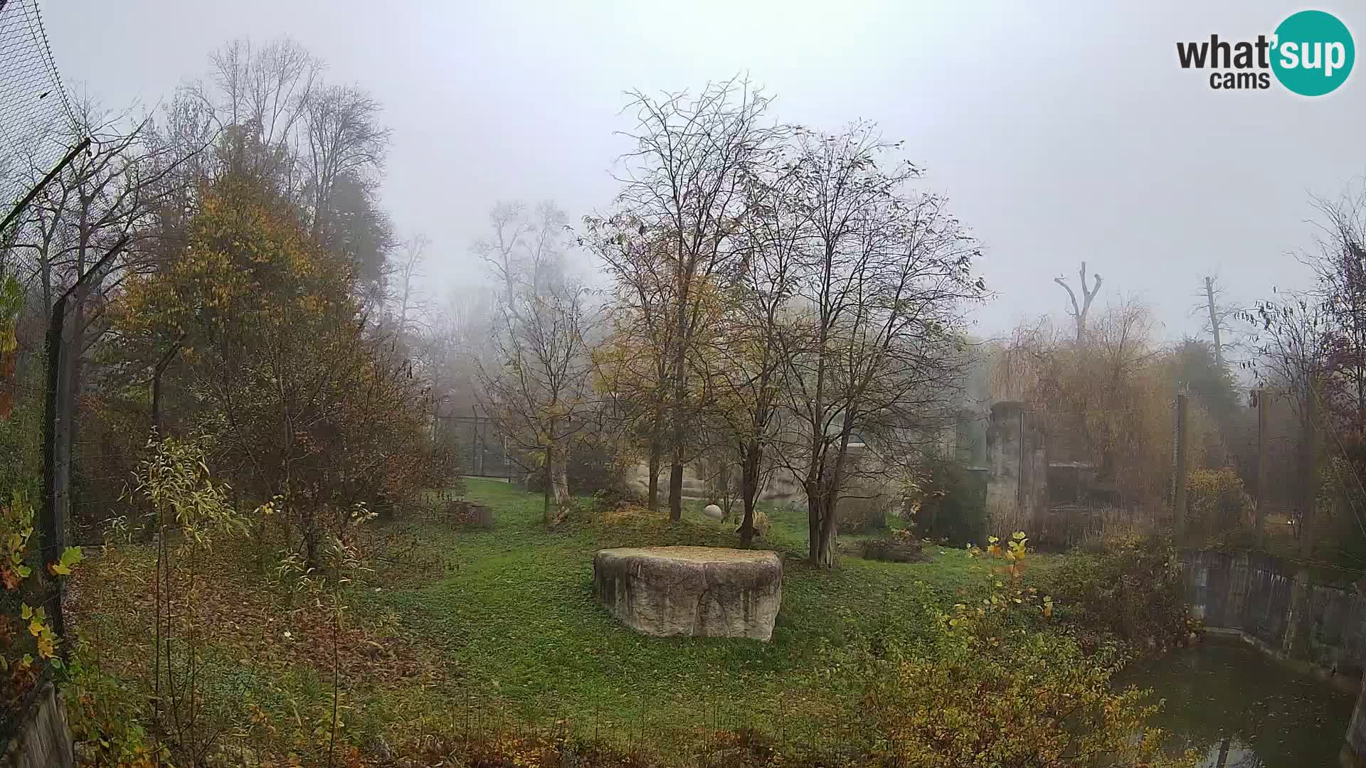 Zoo Zagreb – Lavovi