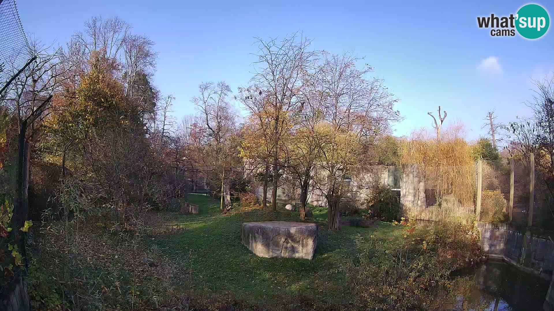 Spletna kamera Zoo Zagreb – Levi