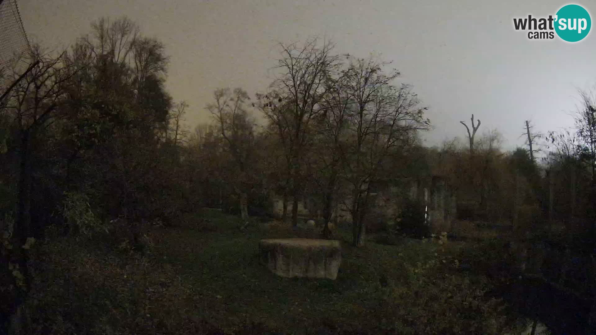 Zoo Zagreb – Lavovi