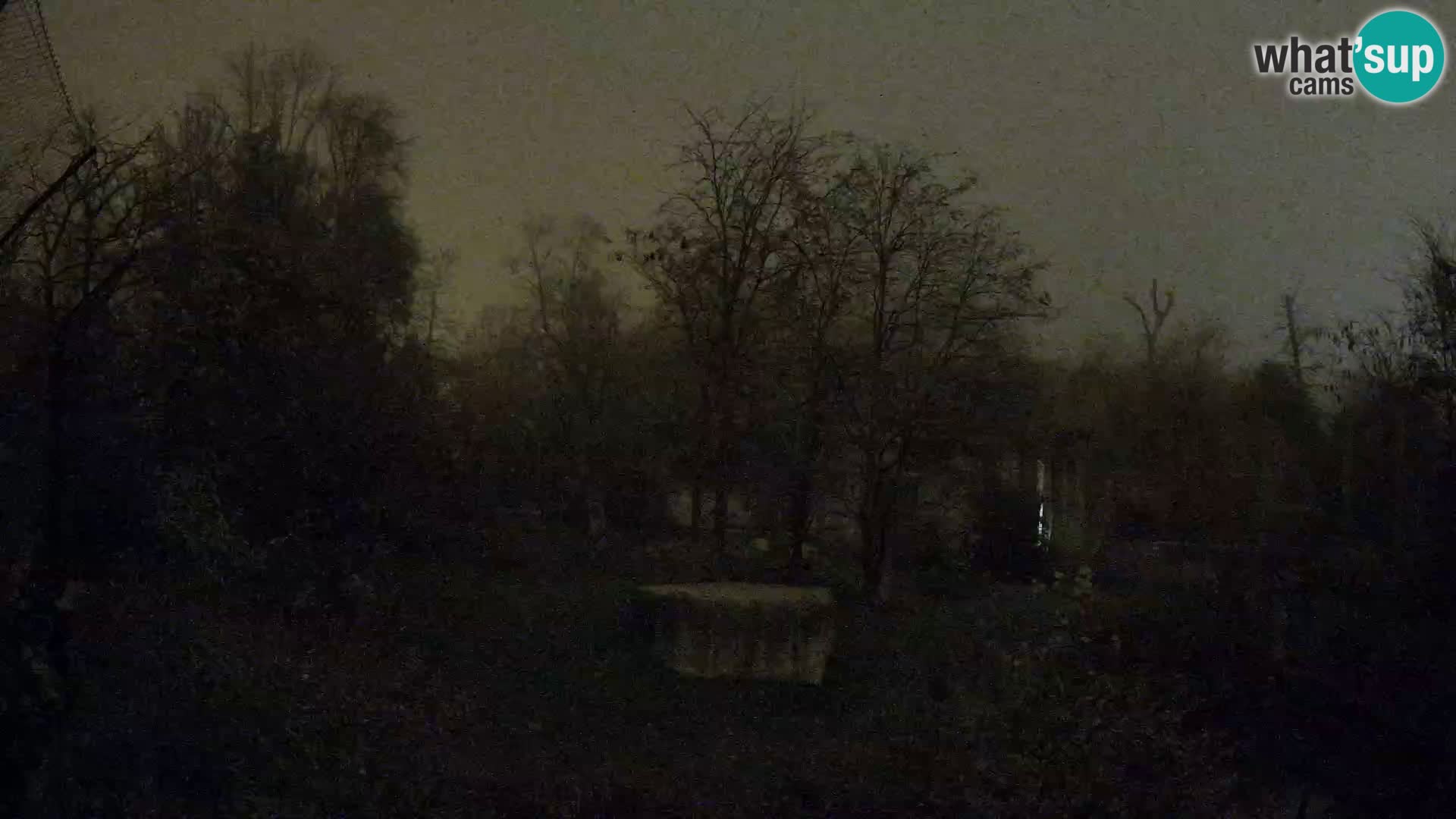 Zoo Zagreb – Lavovi