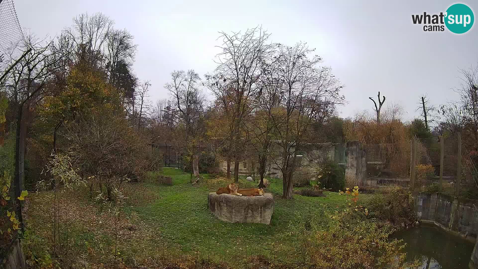 Zoo Zagreb – Leoni