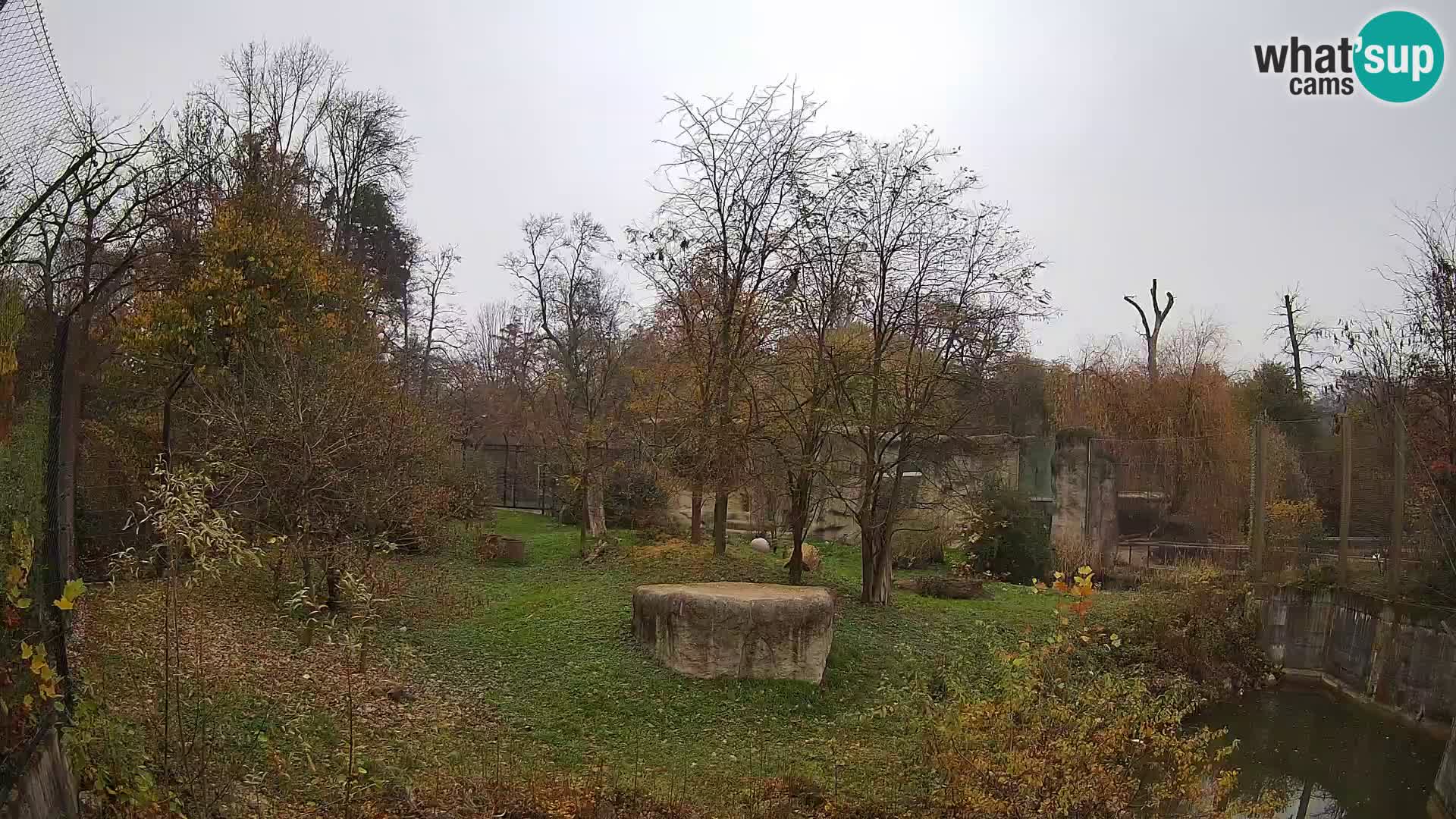 Zoo Zagreb – Lavovi