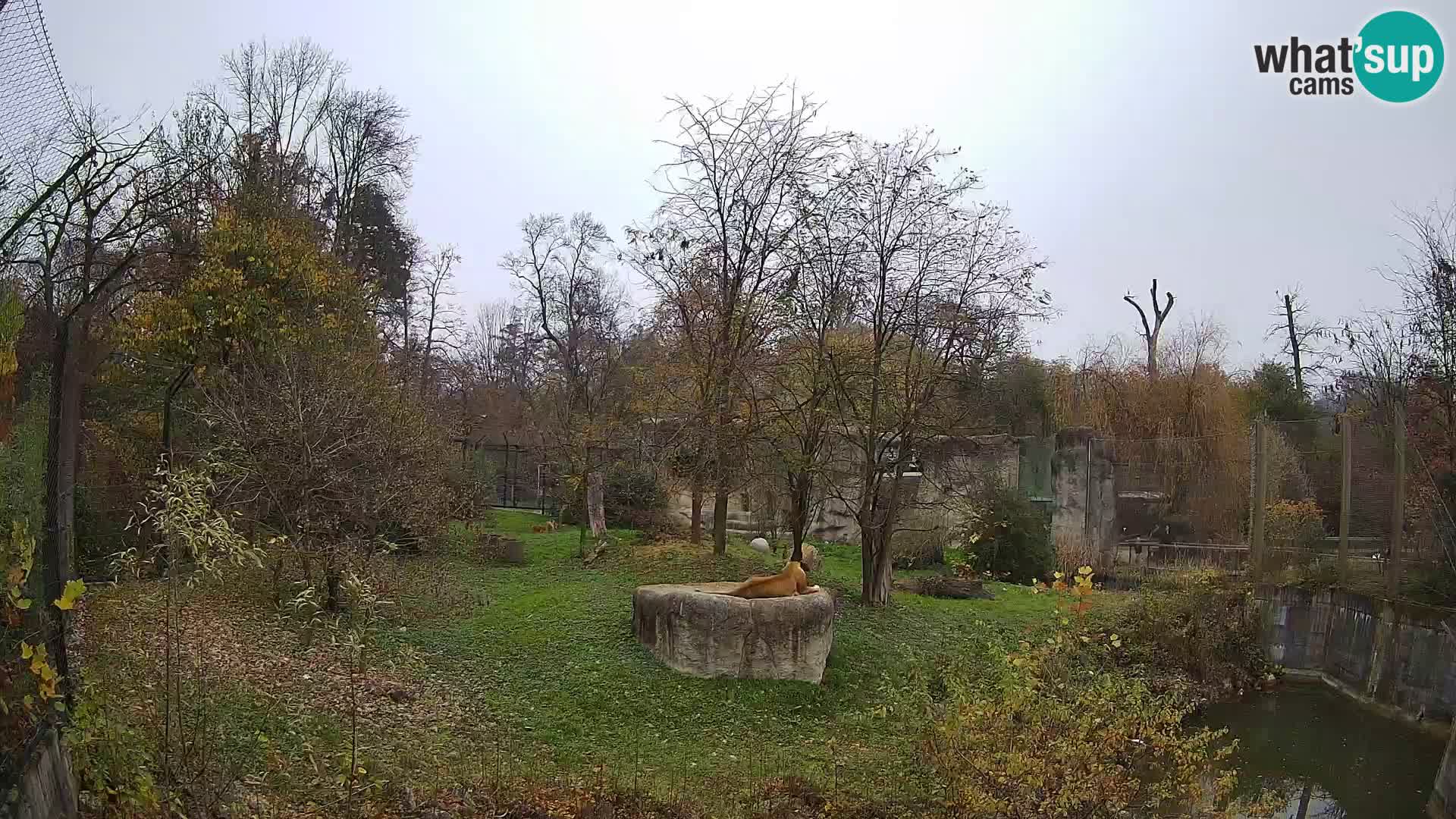 Zoo Zagreb – Lavovi