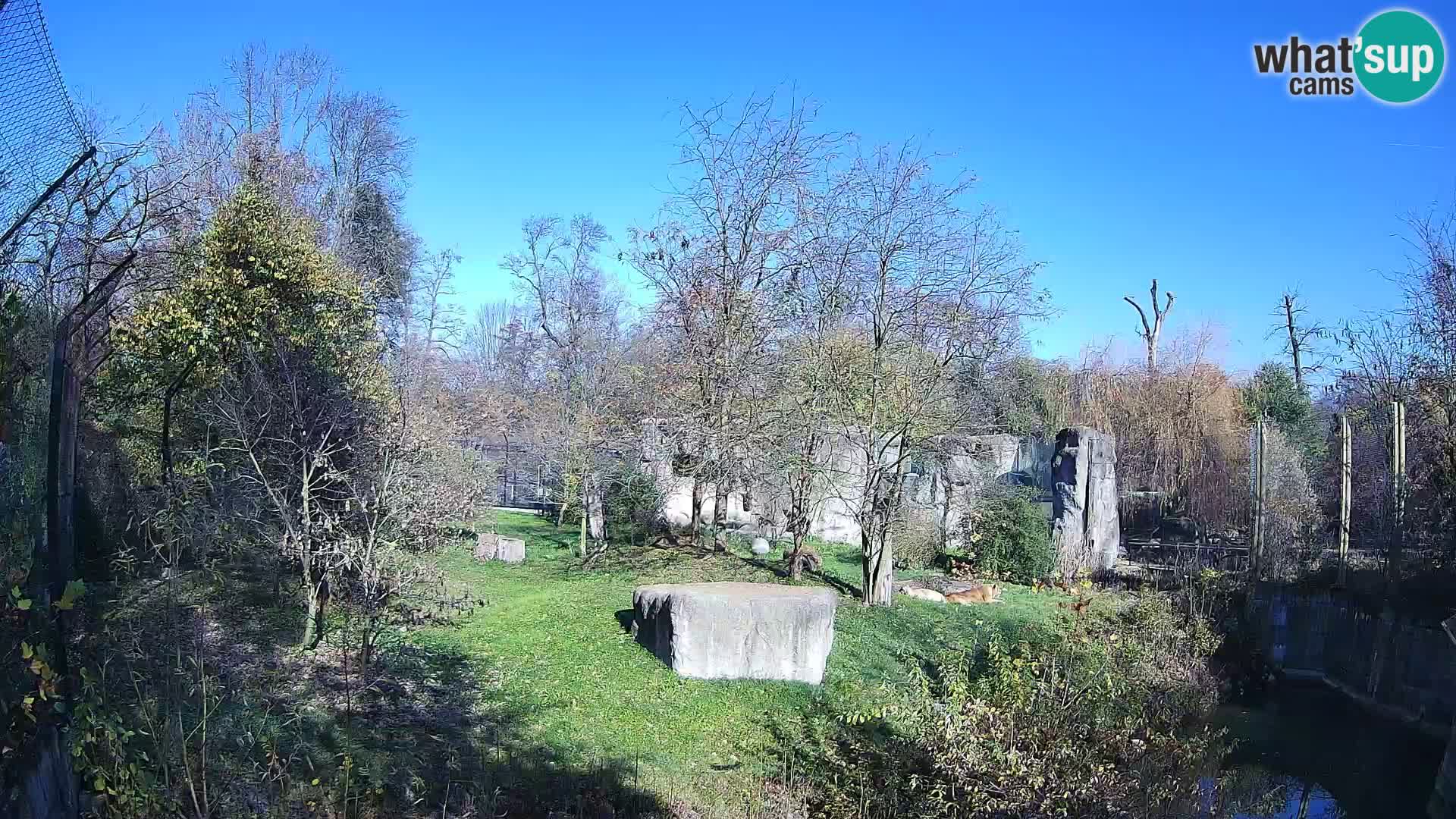 Zoo Zagreb – Leones