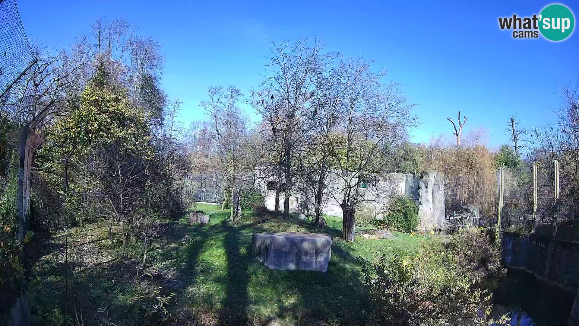 Zoo Zagreb – Lavovi