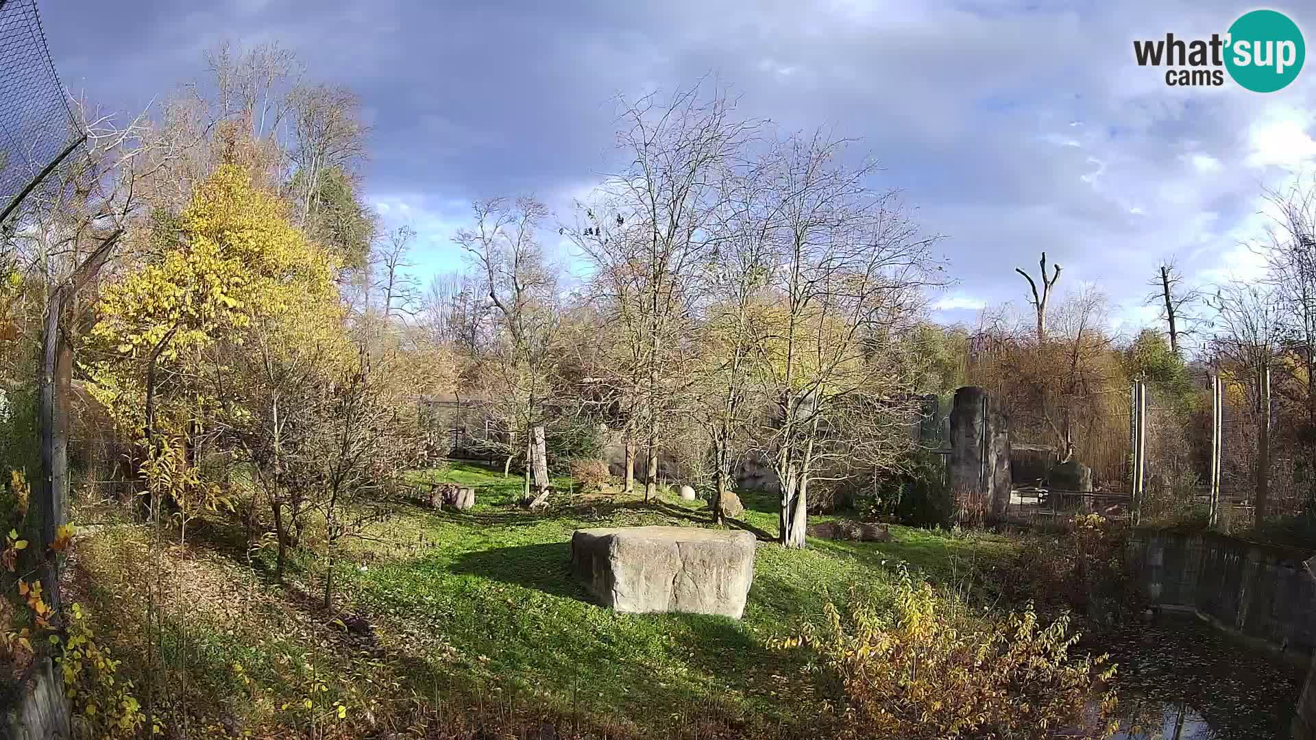 Zoo Zagreb – Lavovi