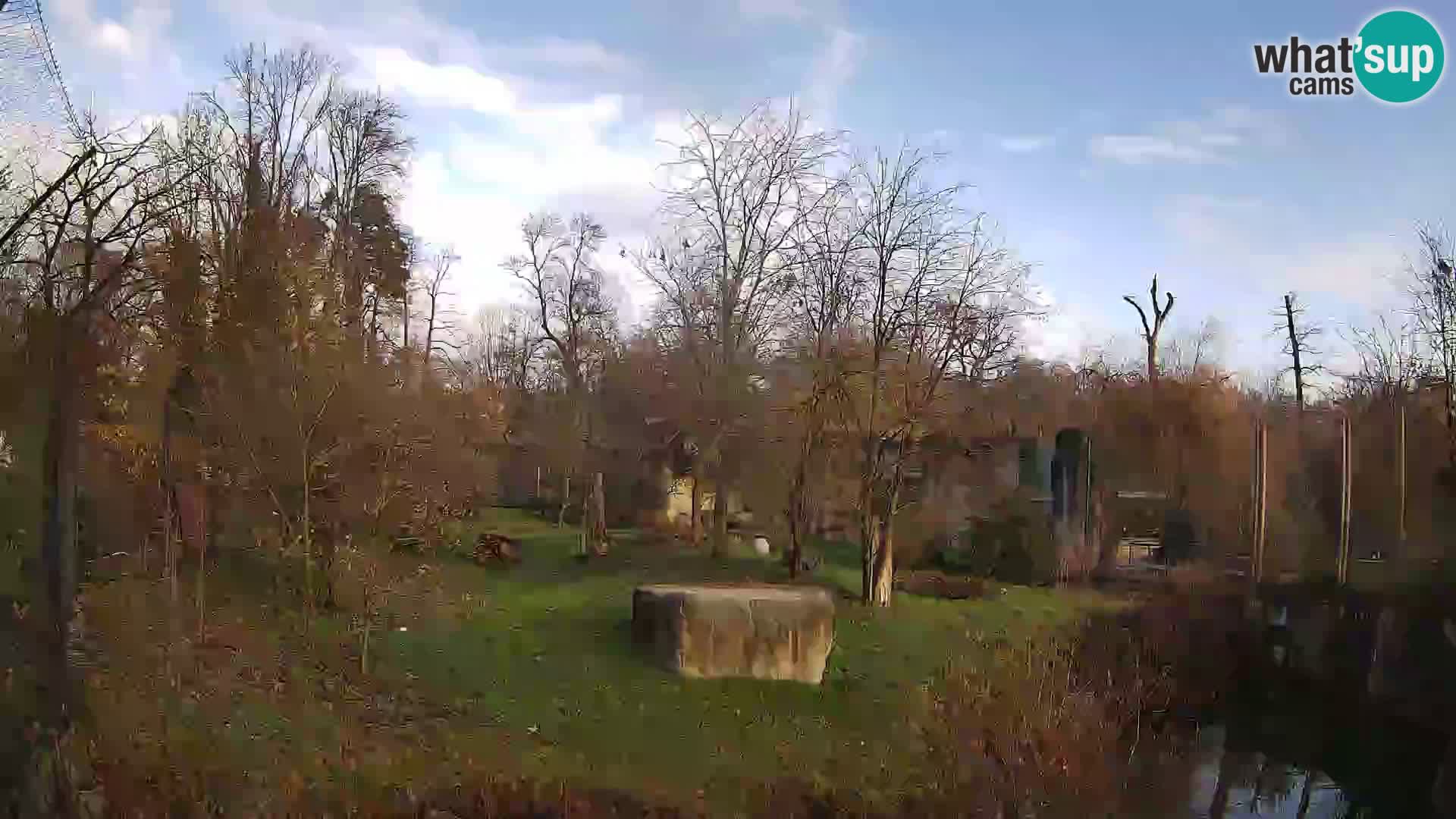 Zoo Zagreb – Lavovi