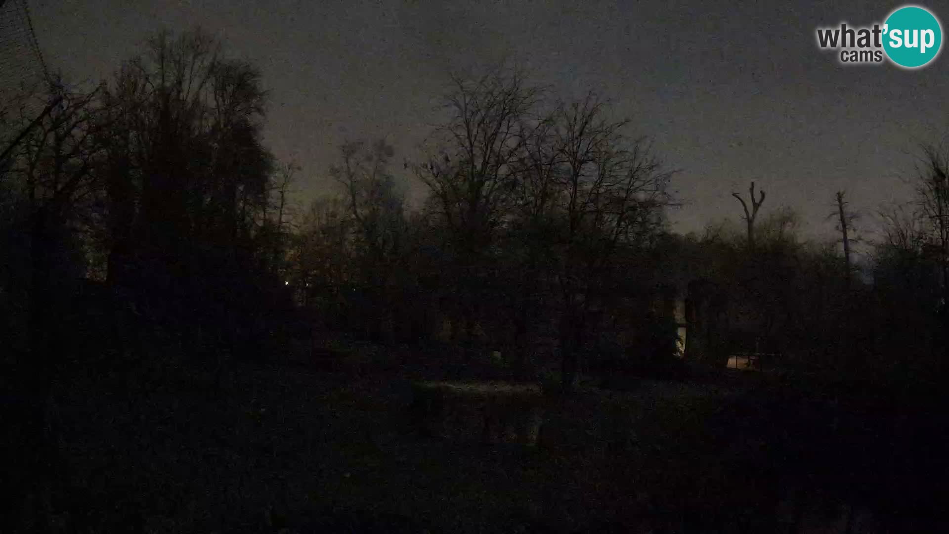 Spletna kamera Zoo Zagreb – Levi