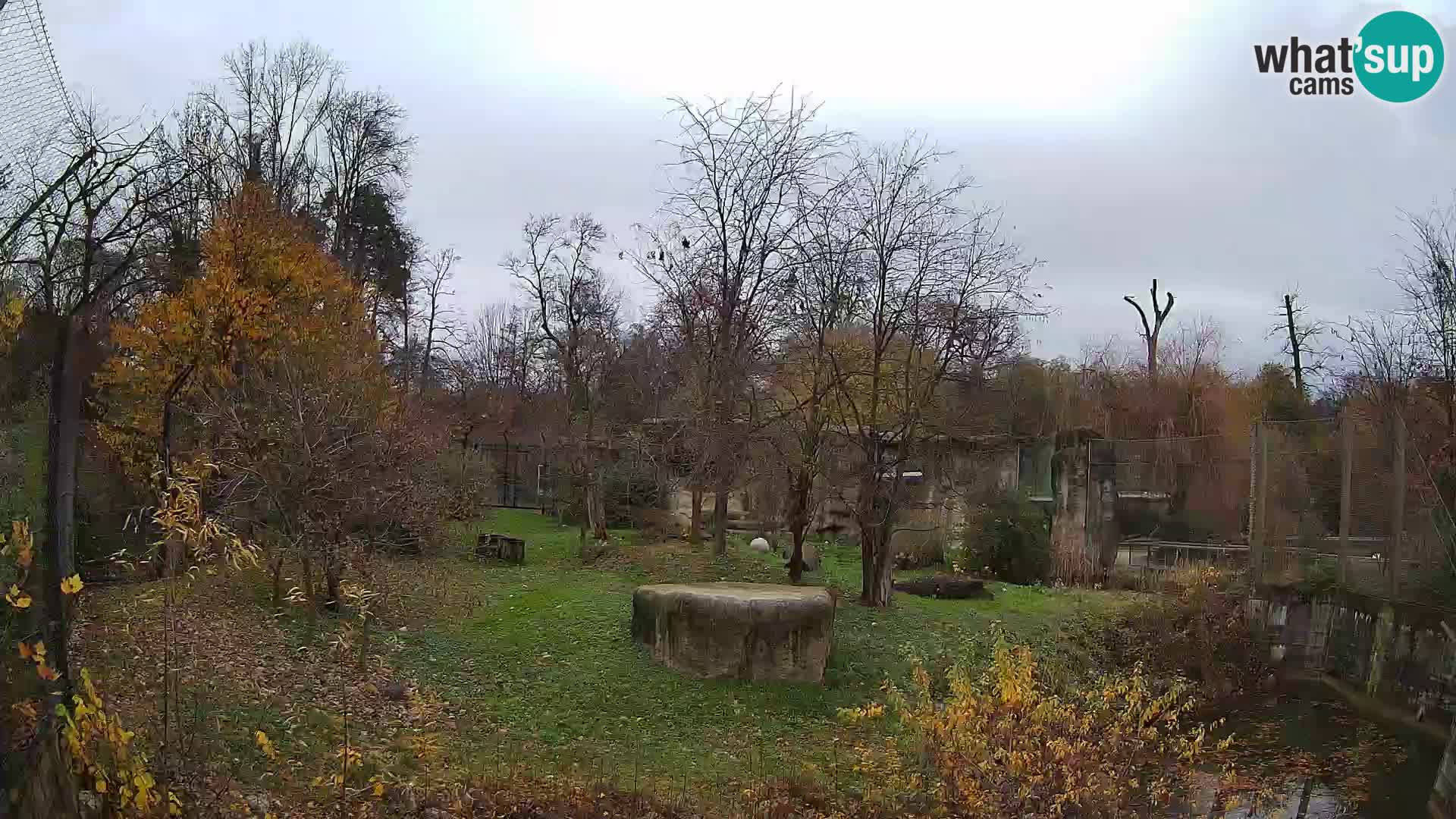 Spletna kamera Zoo Zagreb – Levi