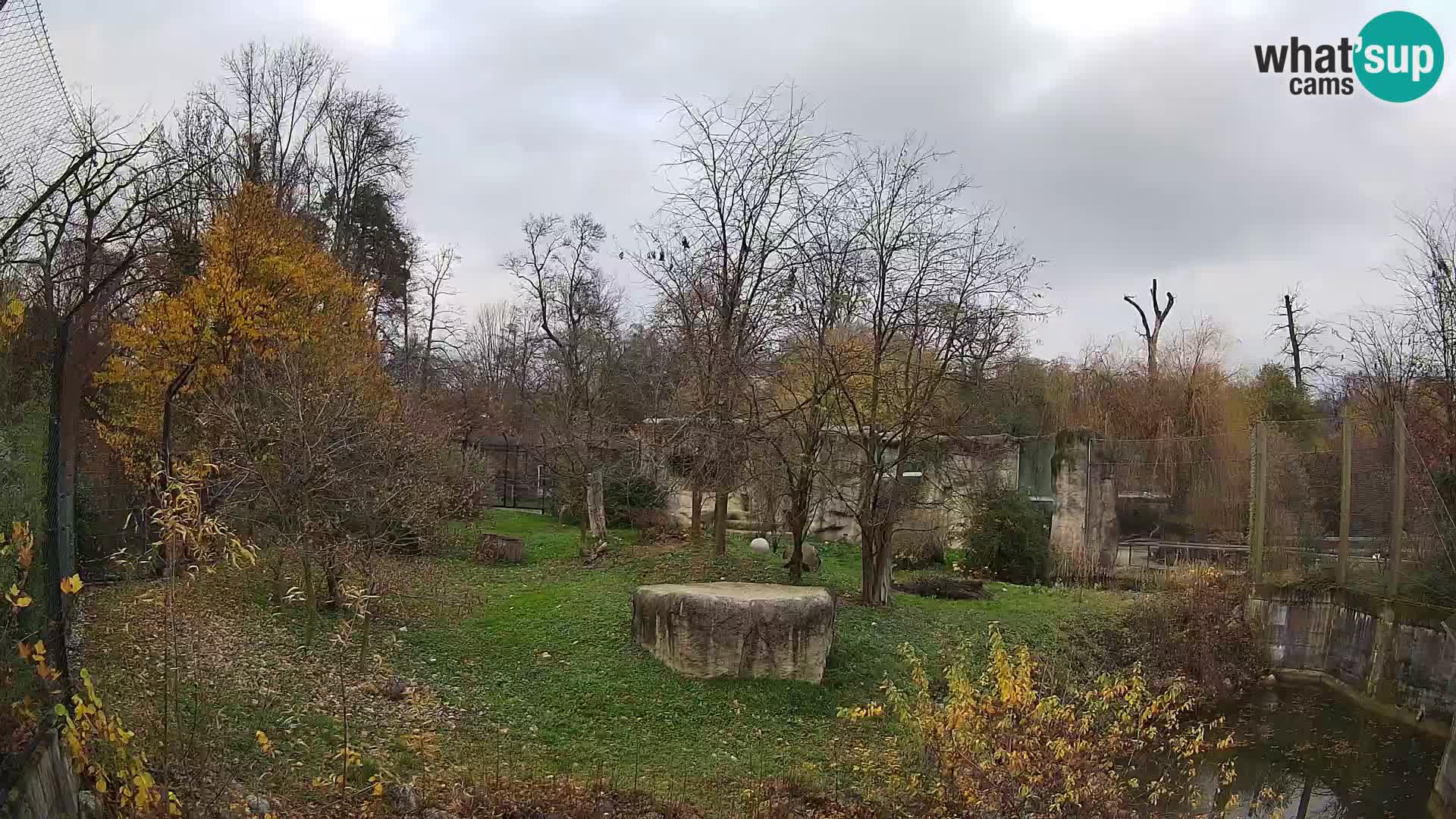 Zoo Zagreb – Lavovi