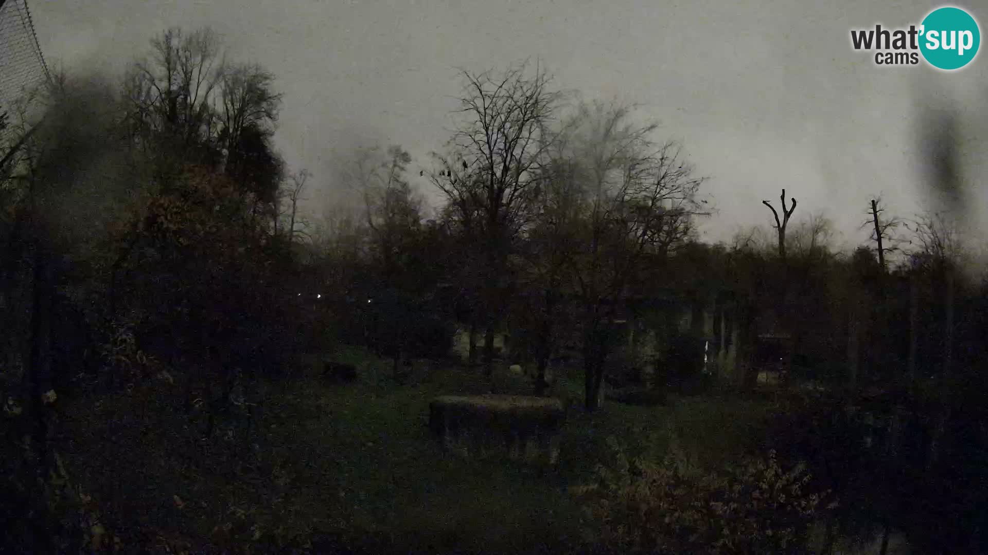 Zoo Zagreb – Lavovi