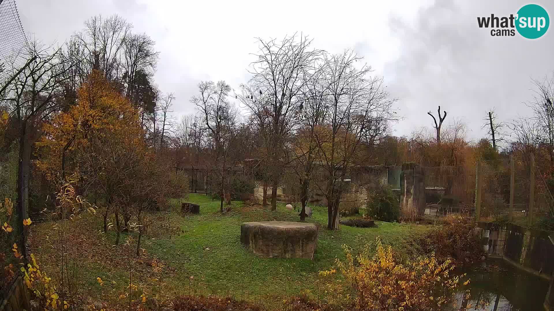 Spletna kamera Zoo Zagreb – Levi