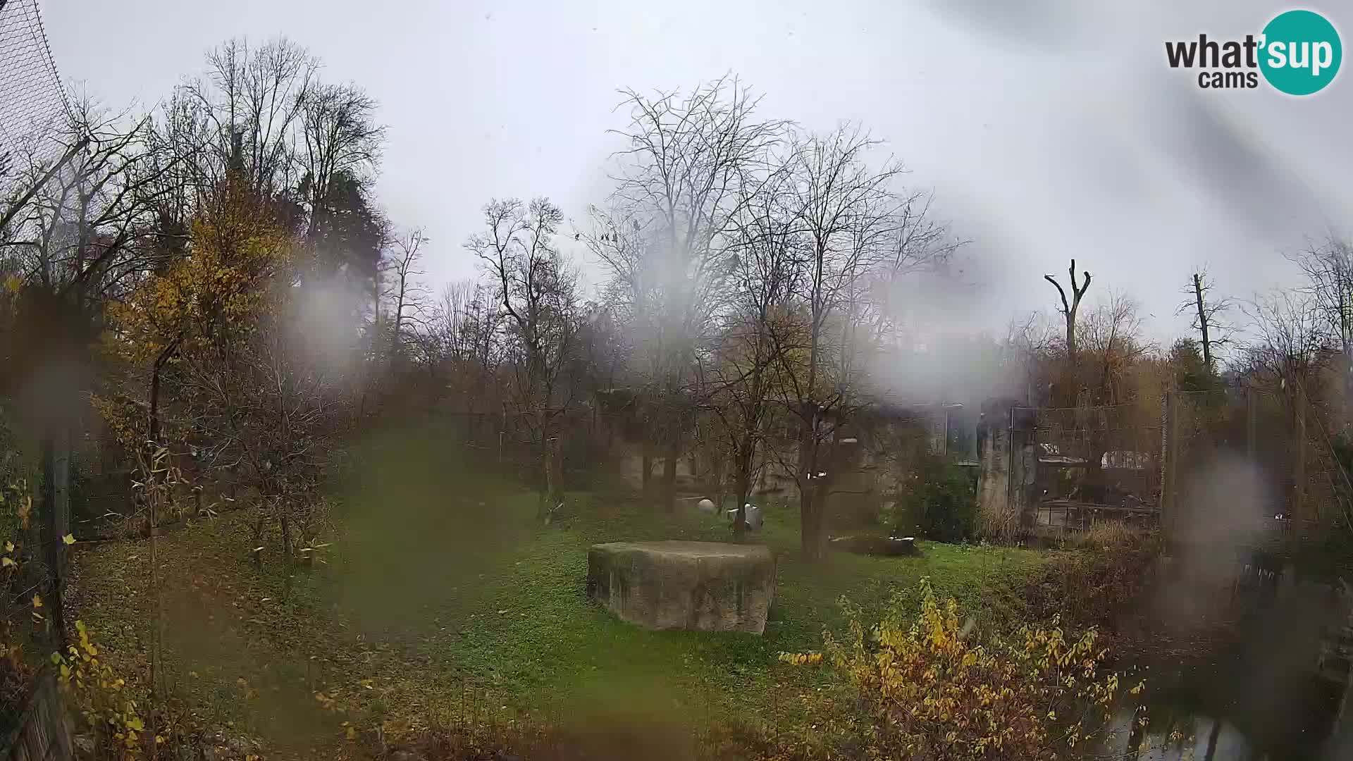 Zoo Zagreb – Lavovi