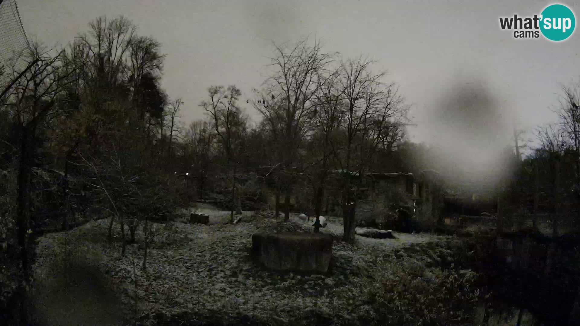 Zoo Zagreb – Leoni