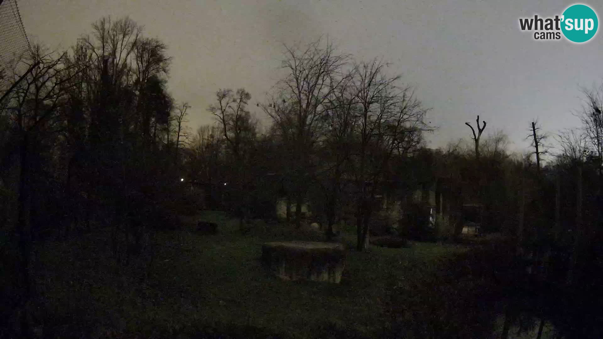 Spletna kamera Zoo Zagreb – Levi