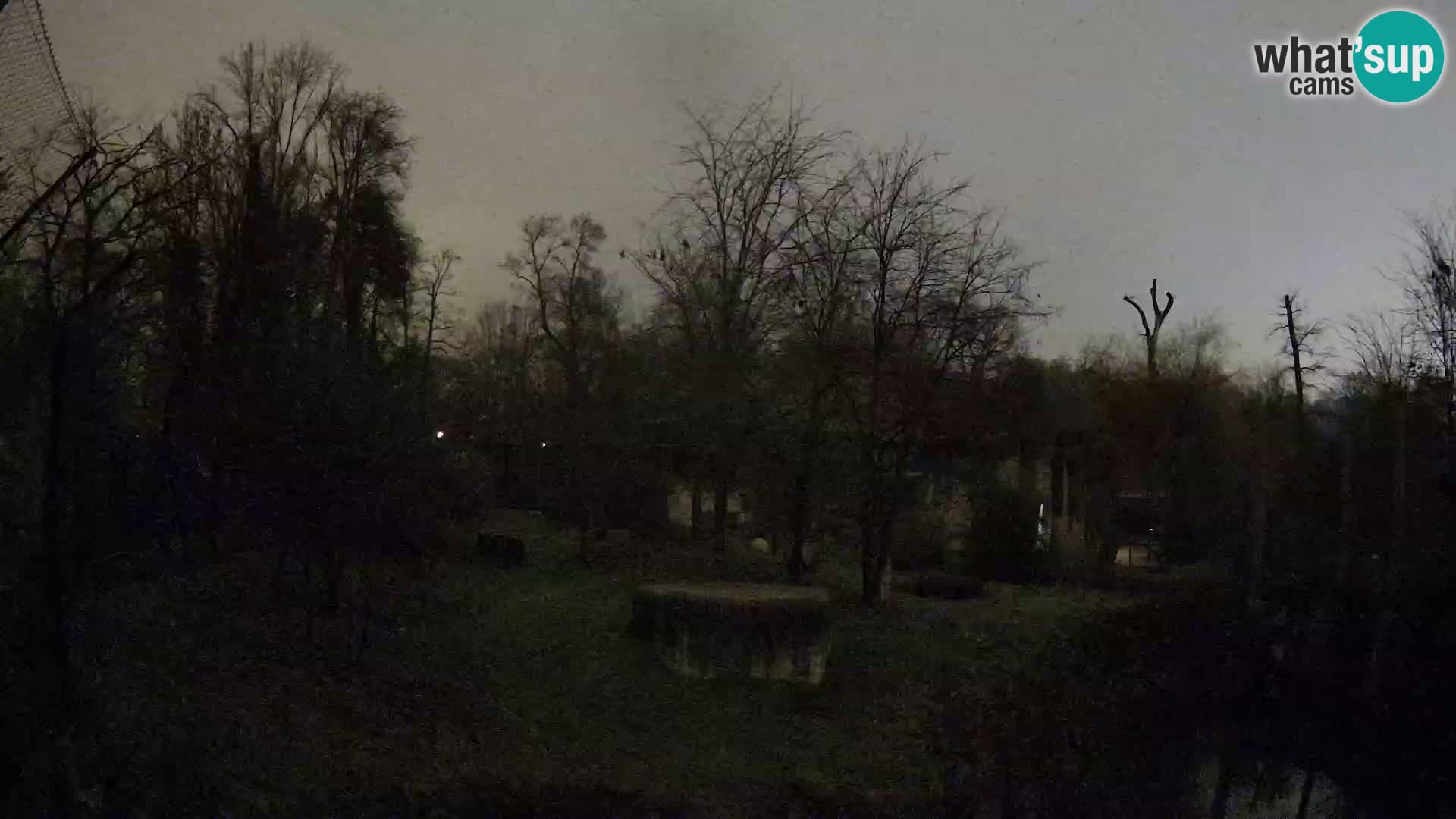 Spletna kamera Zoo Zagreb – Levi