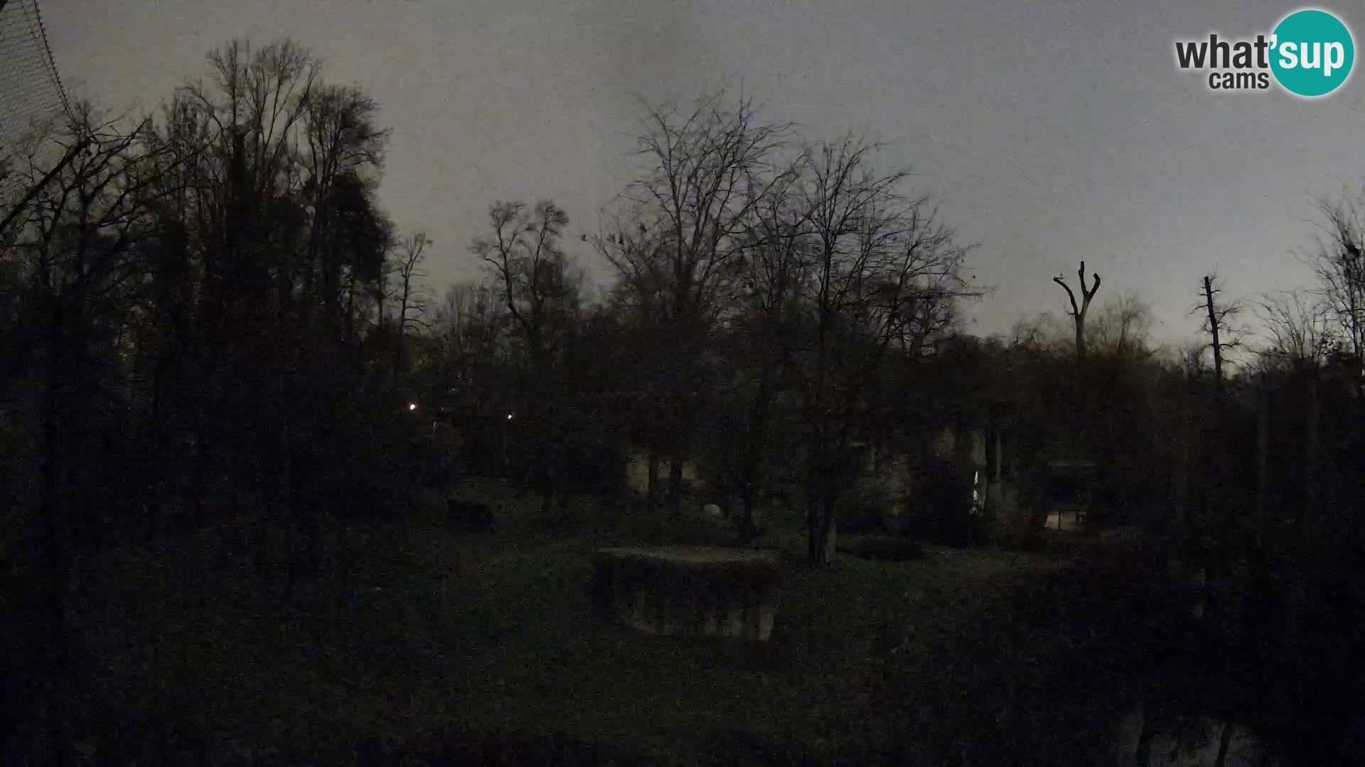 Spletna kamera Zoo Zagreb – Levi