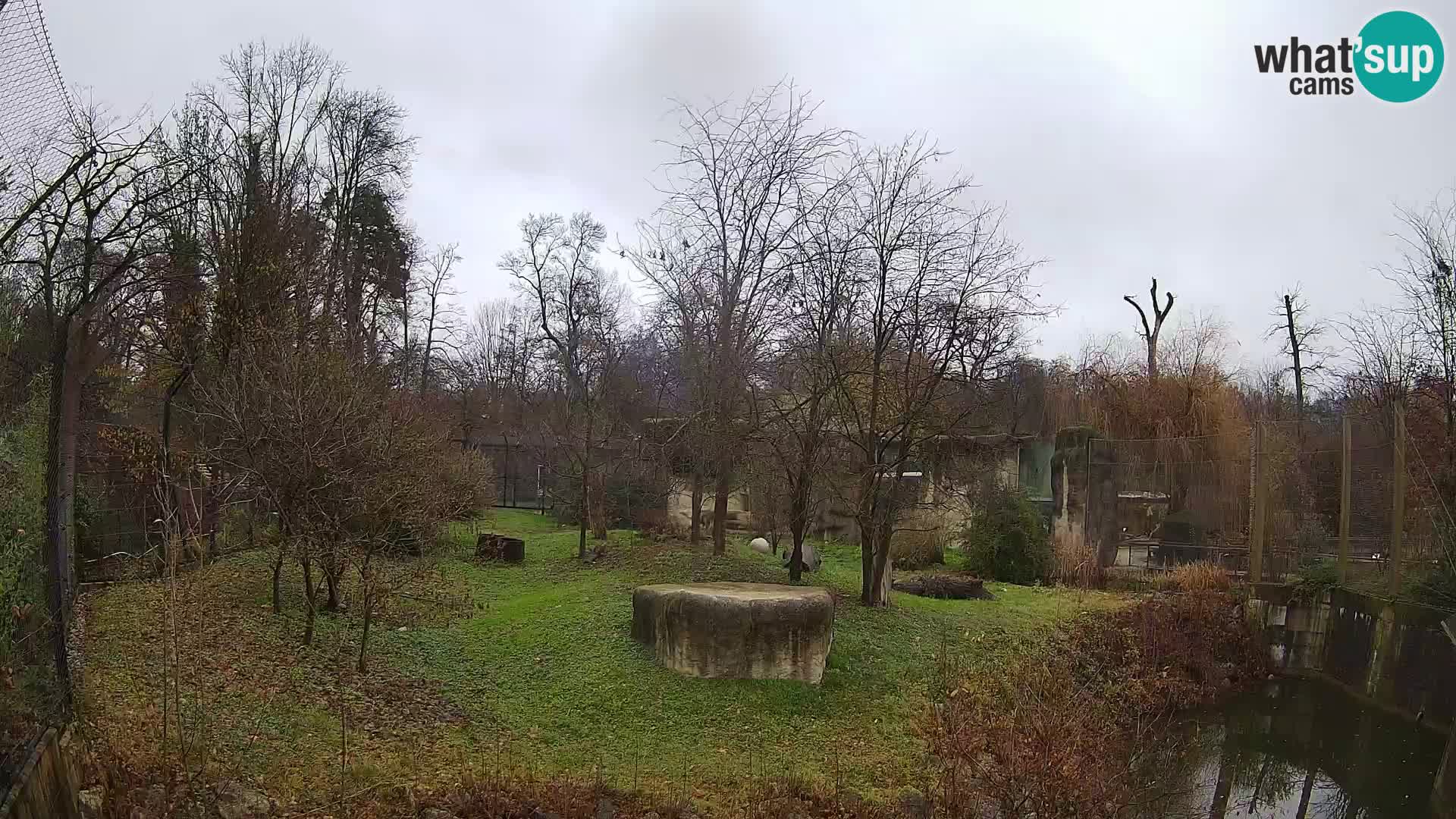 Spletna kamera Zoo Zagreb – Levi