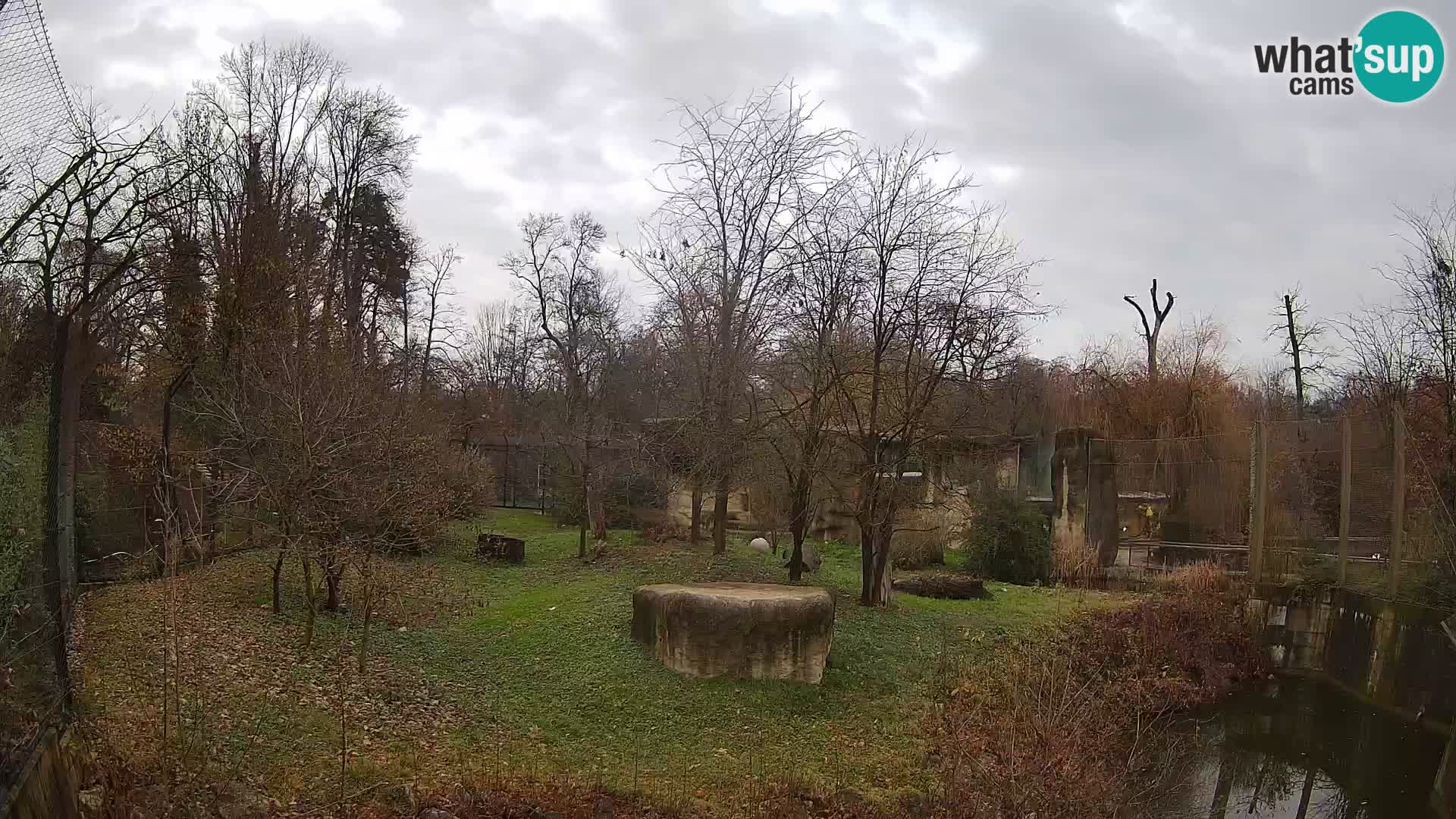 Spletna kamera Zoo Zagreb – Levi