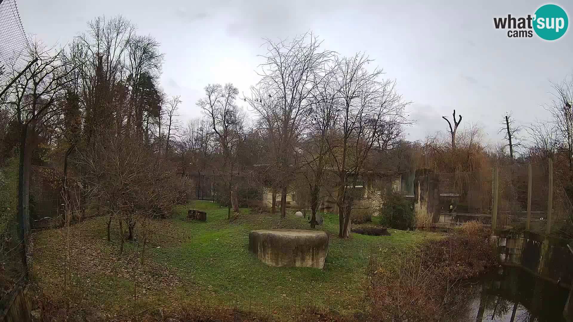 Spletna kamera Zoo Zagreb – Levi