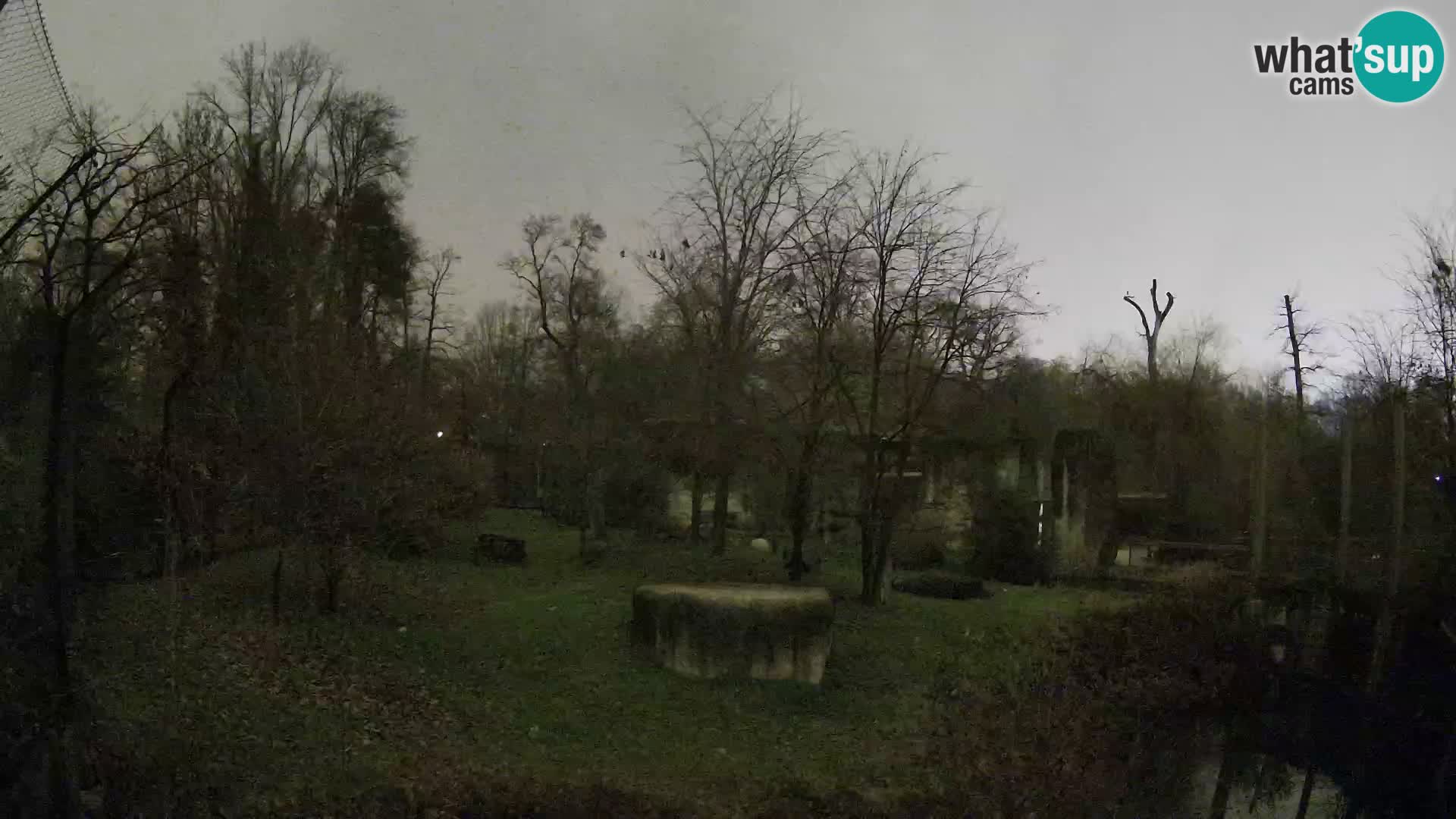 Zoo Zagreb – Lavovi