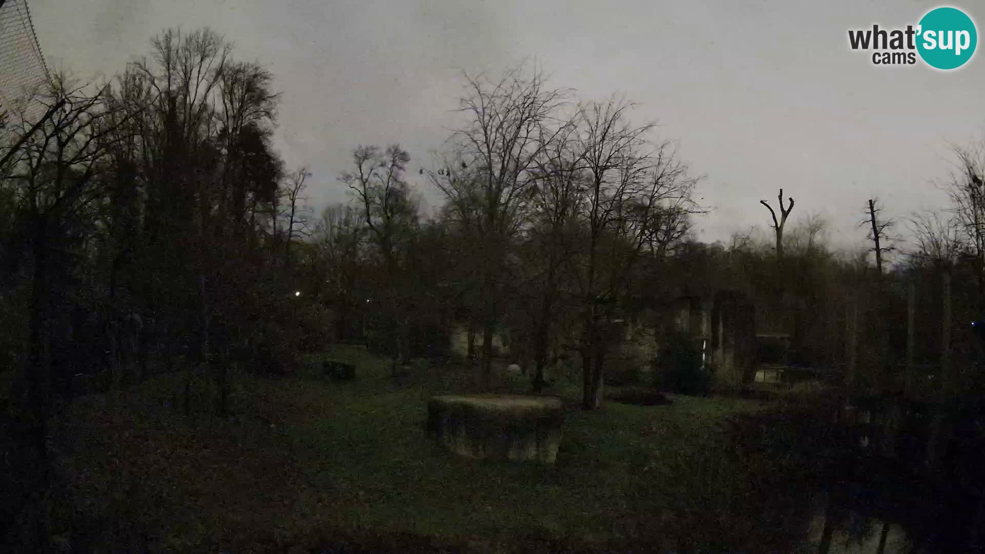 Zoo Zagreb – Lavovi