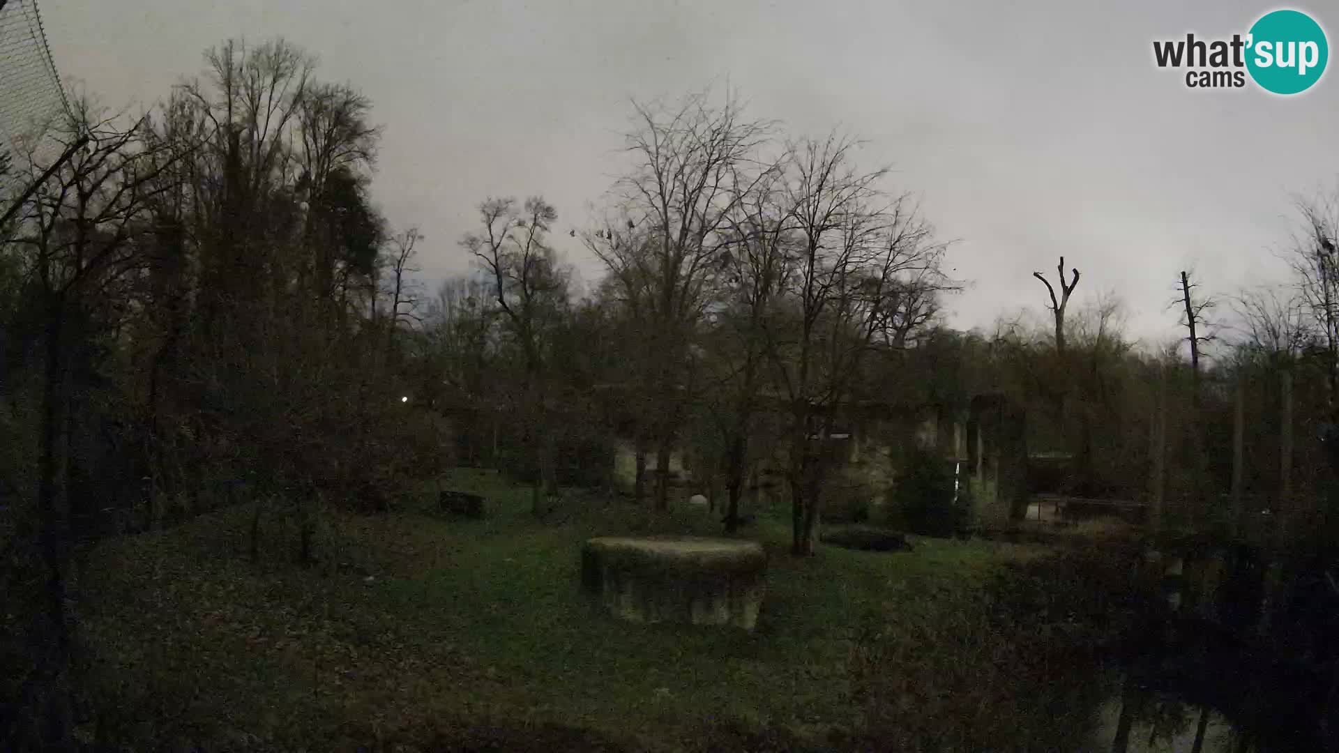 Spletna kamera Zoo Zagreb – Levi