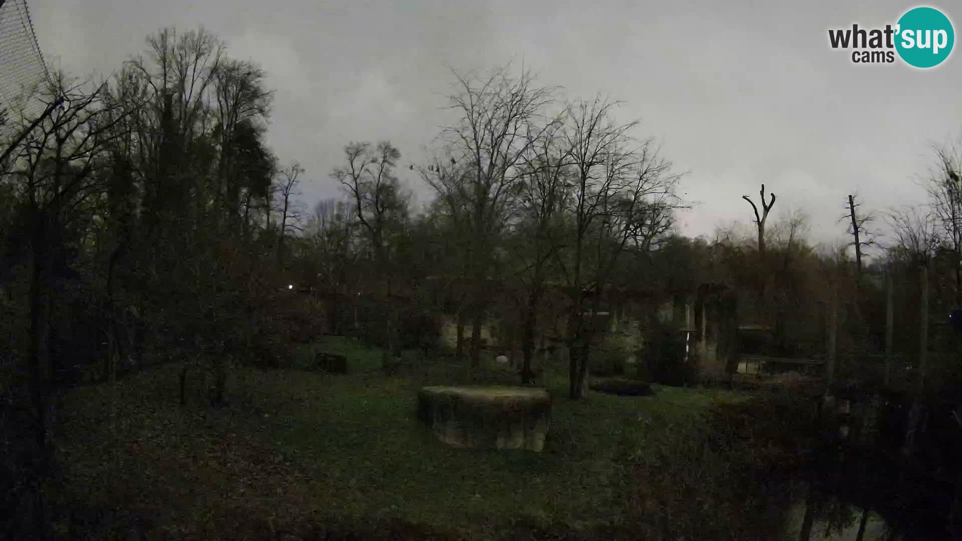 Spletna kamera Zoo Zagreb – Levi