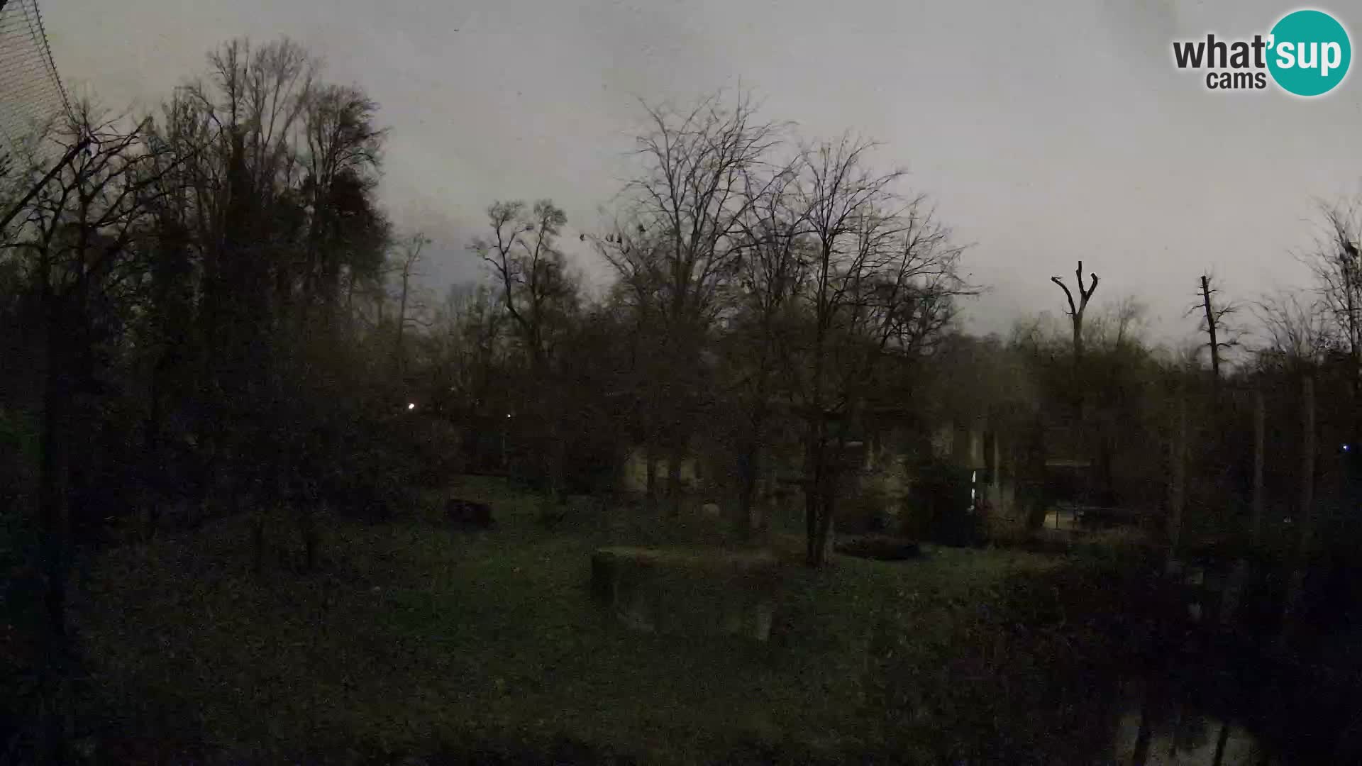 Spletna kamera Zoo Zagreb – Levi