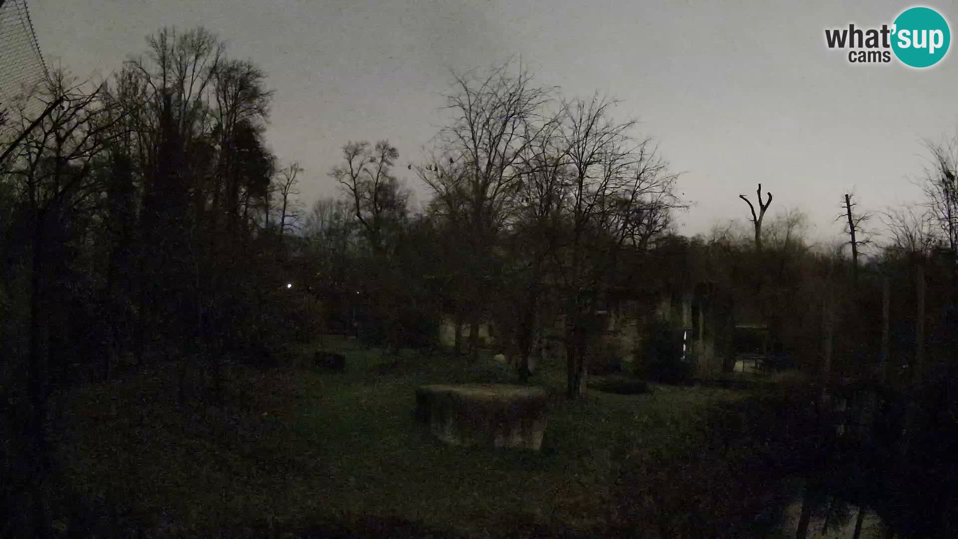 Spletna kamera Zoo Zagreb – Levi