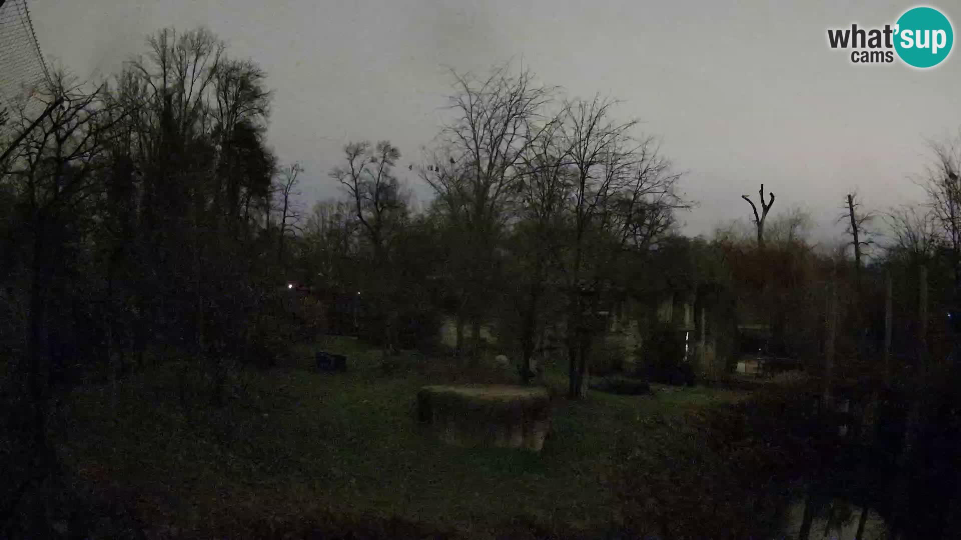 Zoo Zagreb – Lavovi