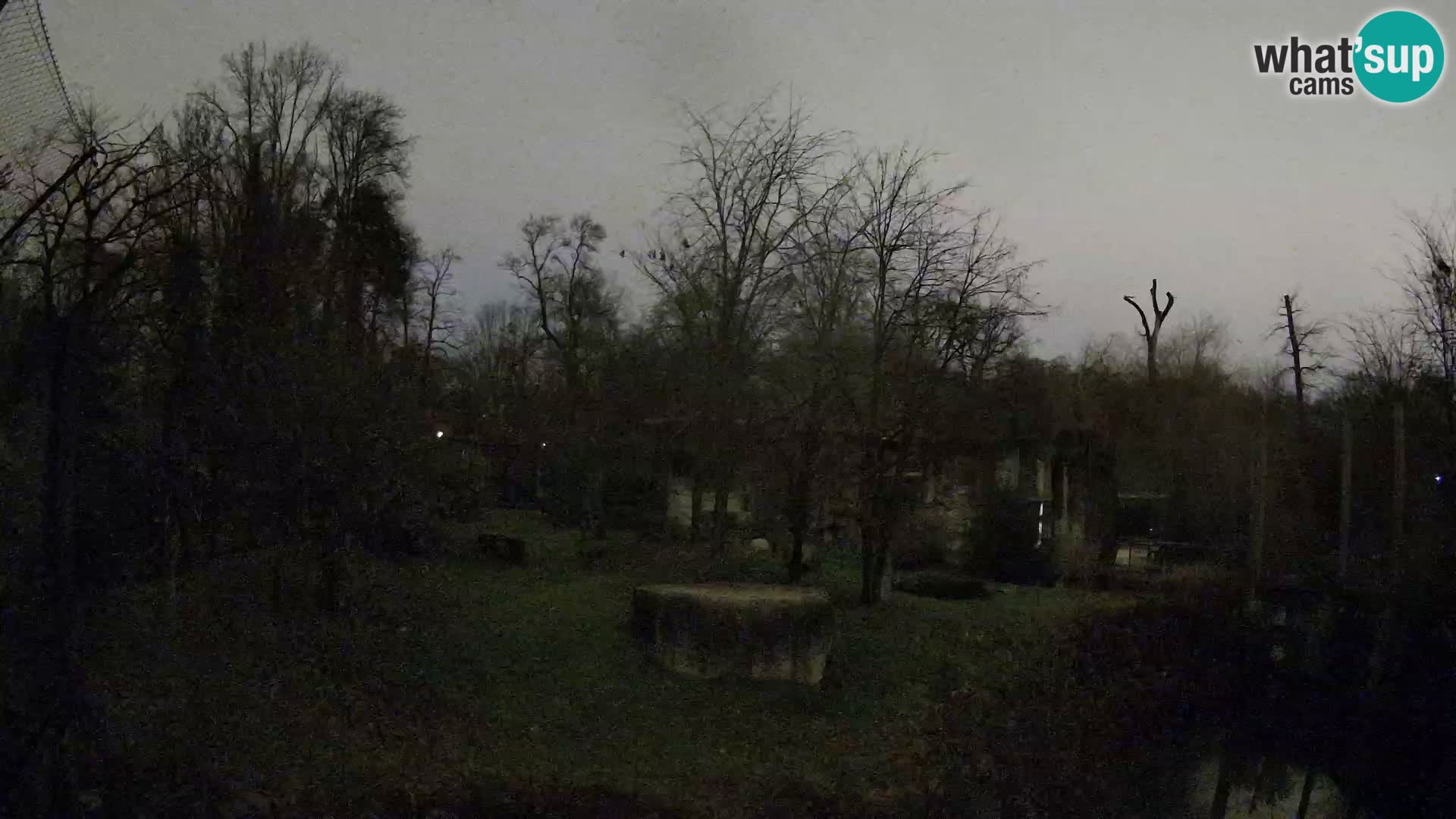 Zoo Zagreb – Lavovi