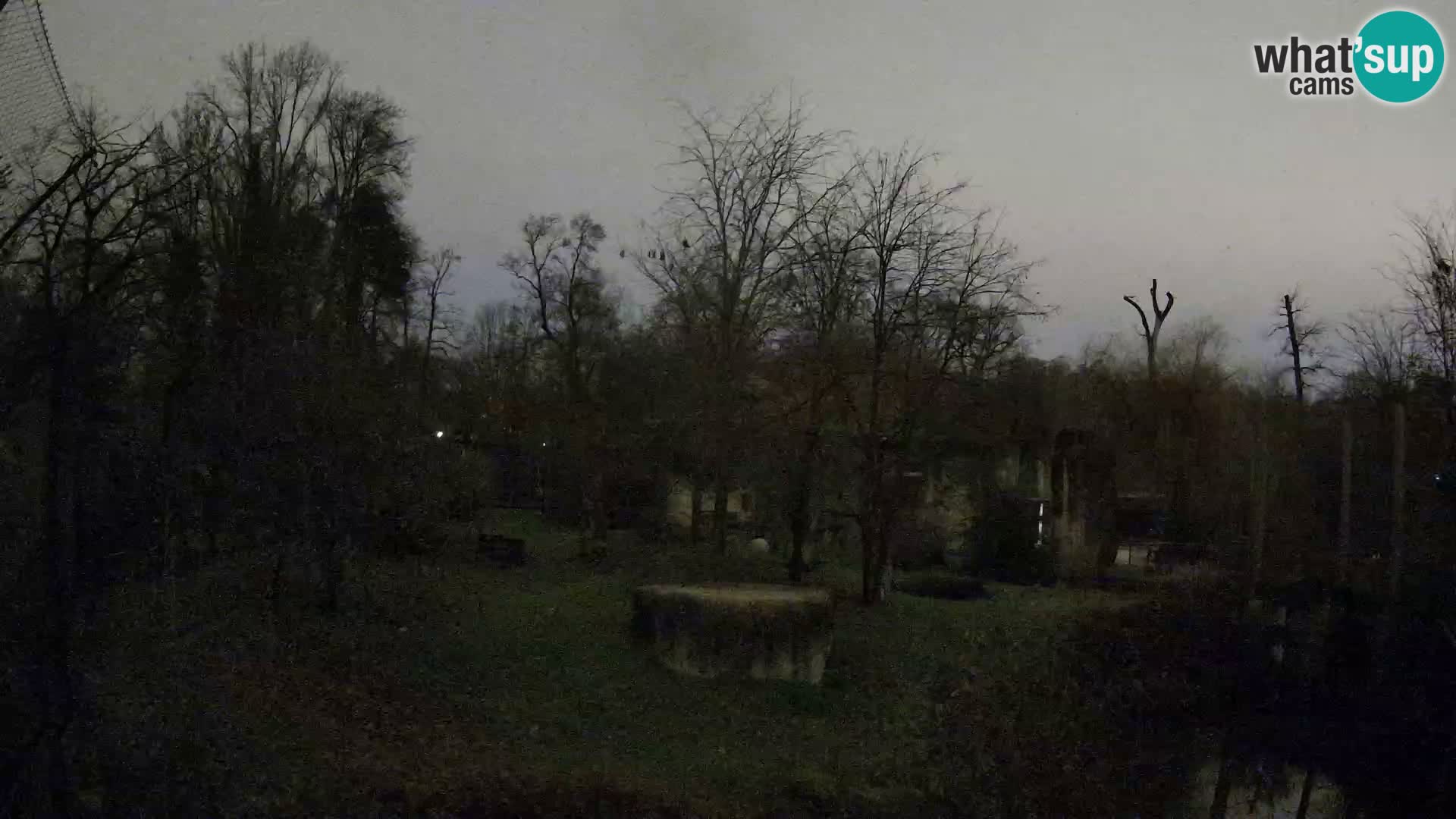 Spletna kamera Zoo Zagreb – Levi