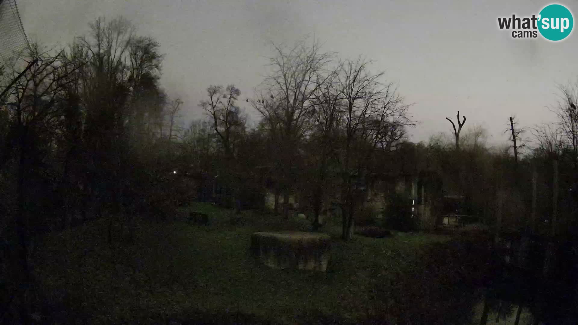 Spletna kamera Zoo Zagreb – Levi