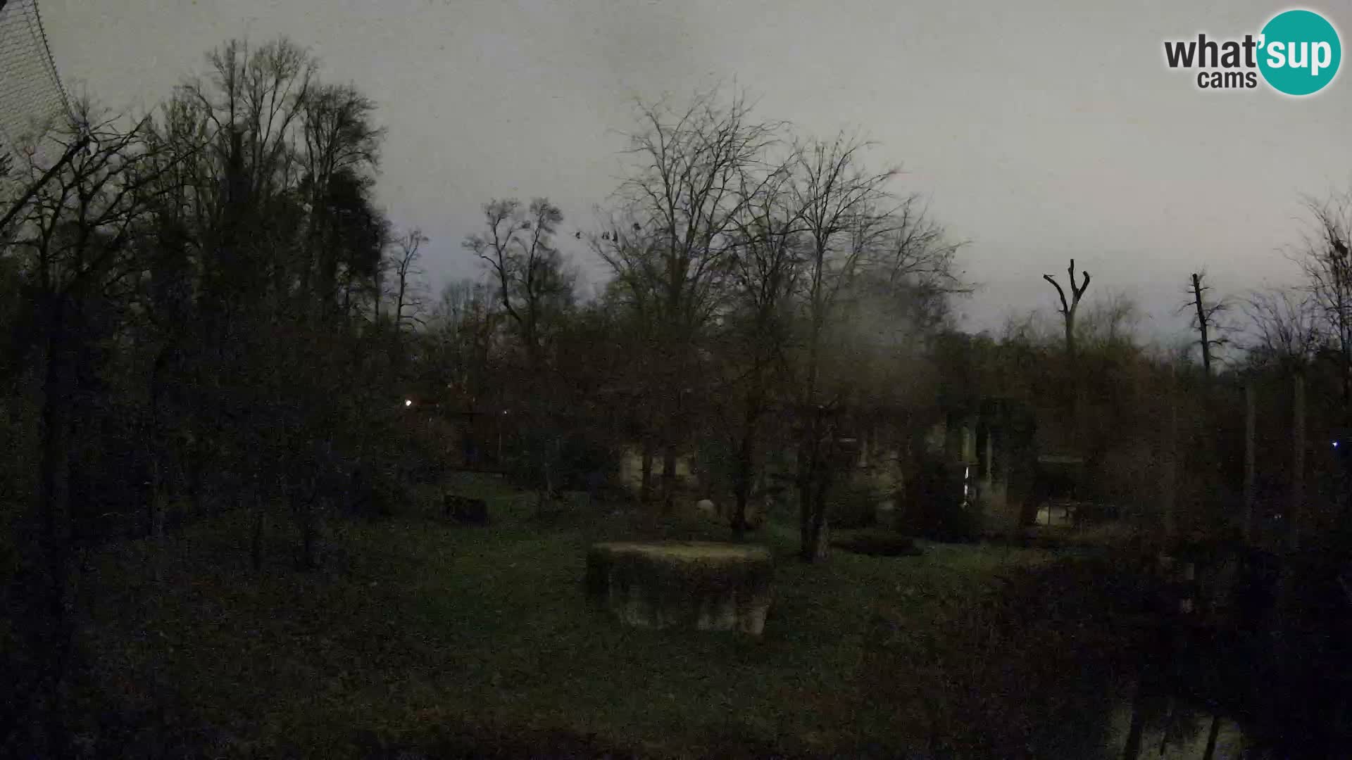 Zoo Zagreb – Lavovi