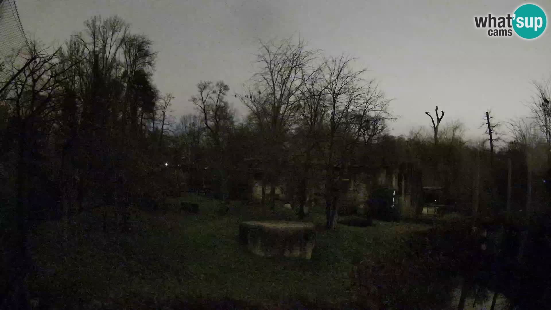 Spletna kamera Zoo Zagreb – Levi