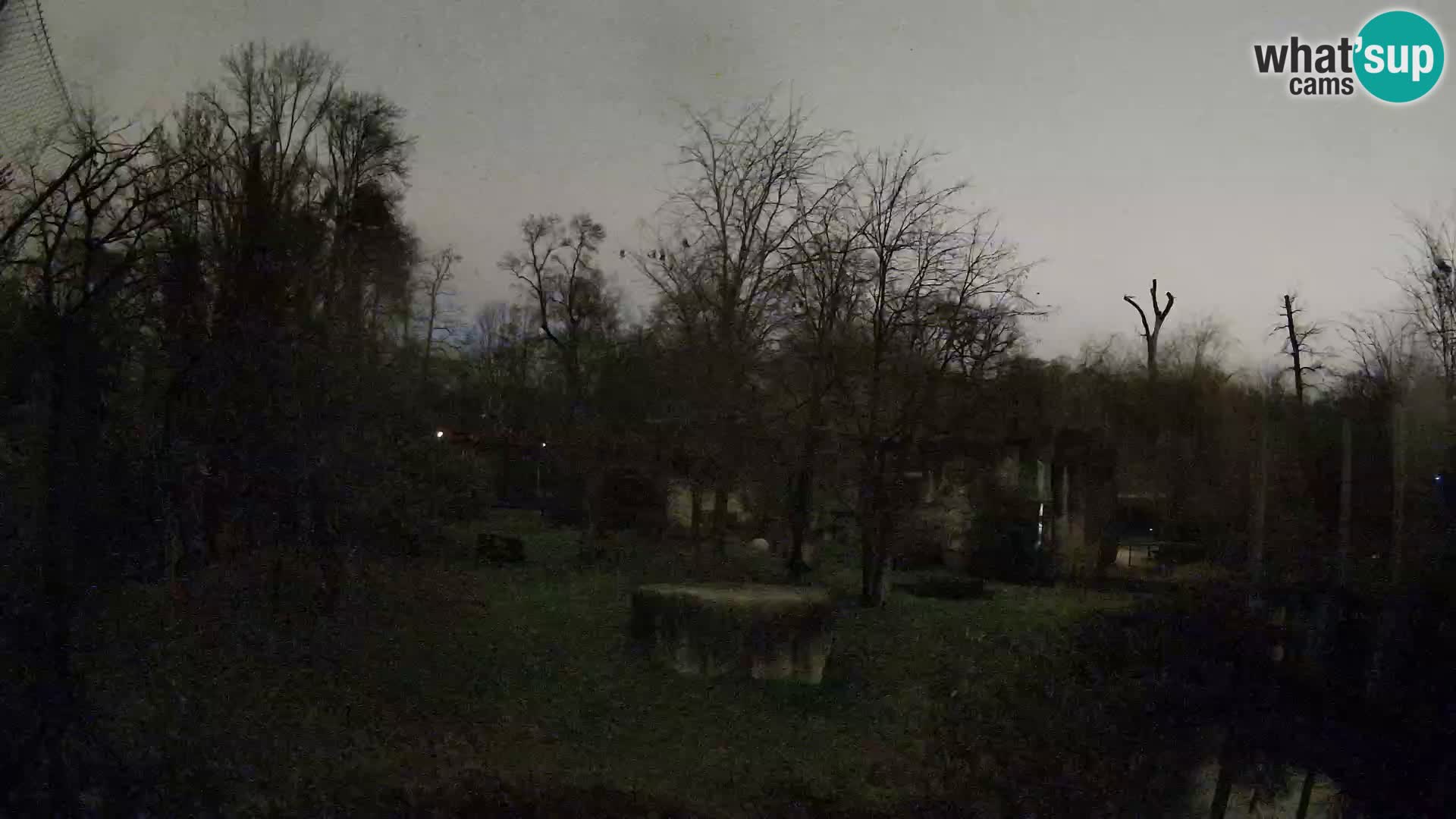 Spletna kamera Zoo Zagreb – Levi