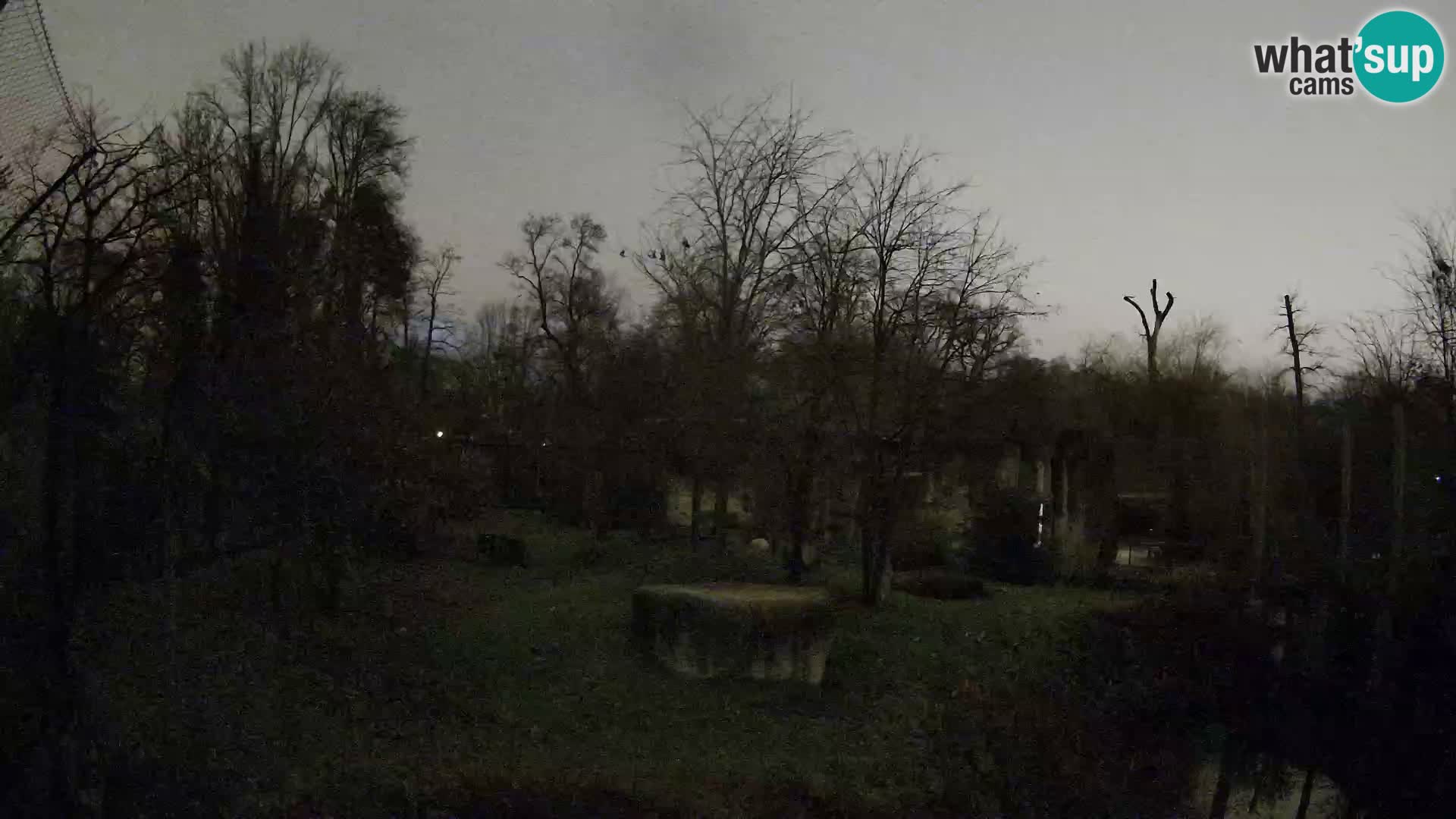 Spletna kamera Zoo Zagreb – Levi