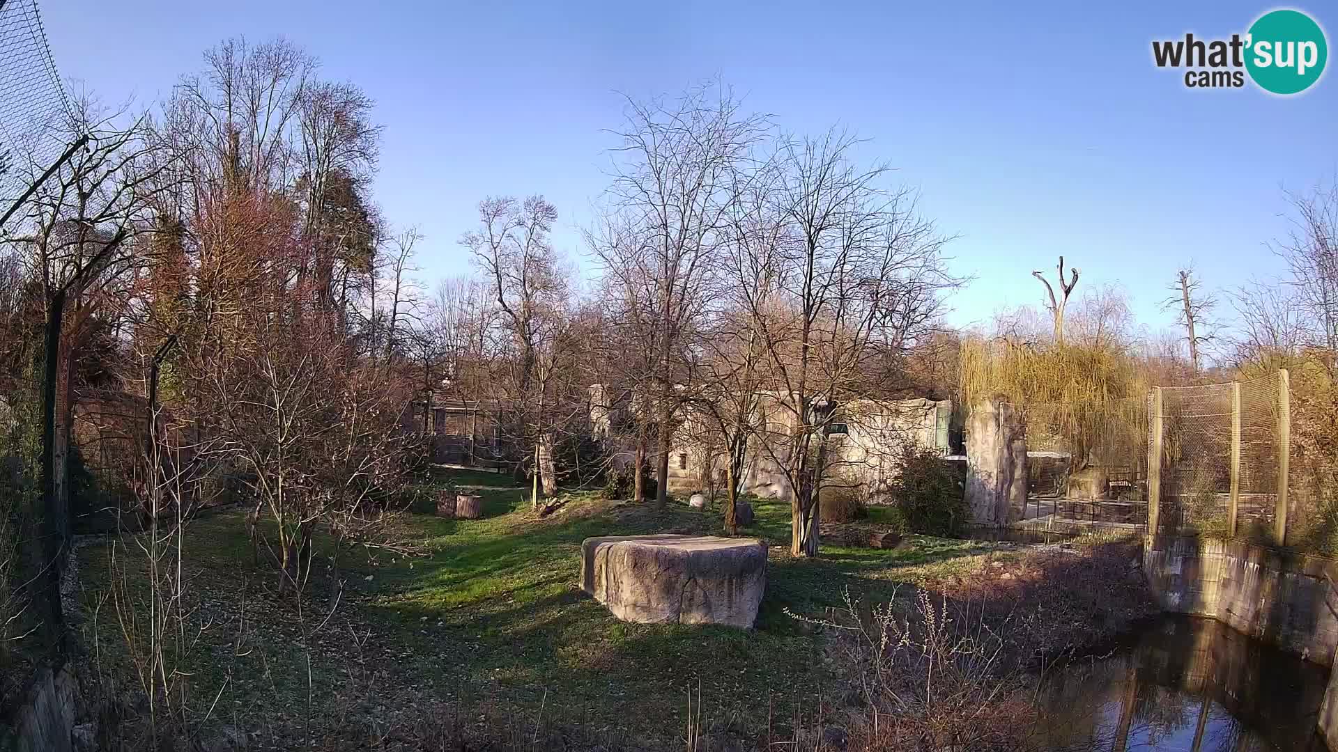 Zoo Zagreb – Lavovi