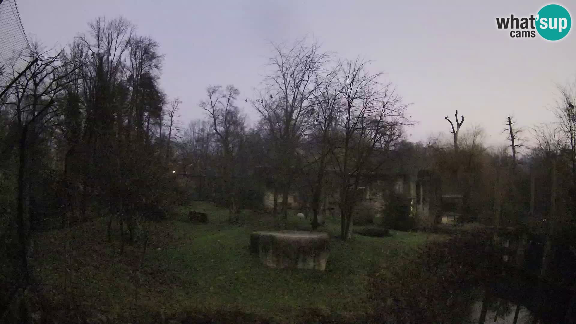 Spletna kamera Zoo Zagreb – Levi