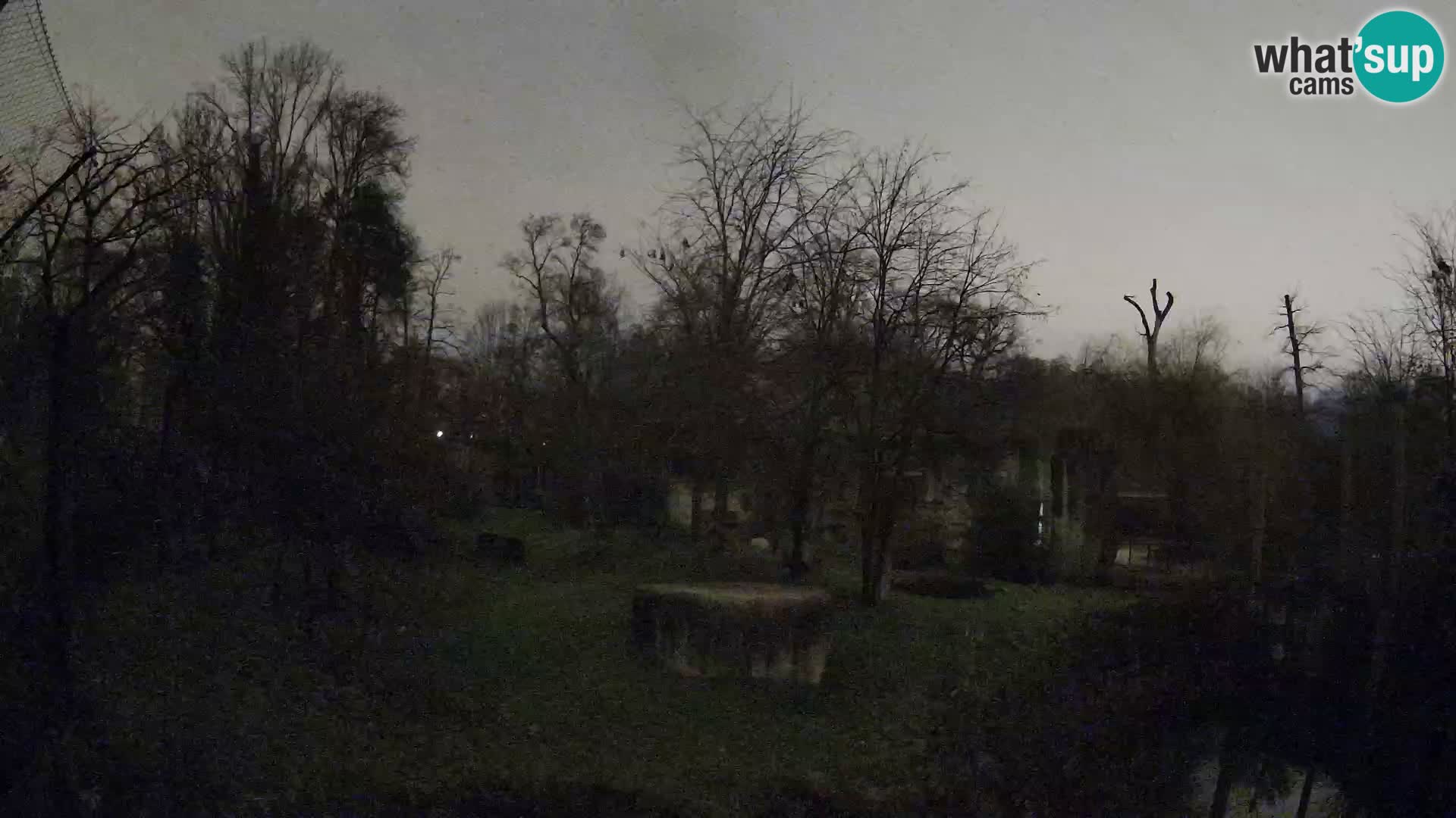 Spletna kamera Zoo Zagreb – Levi