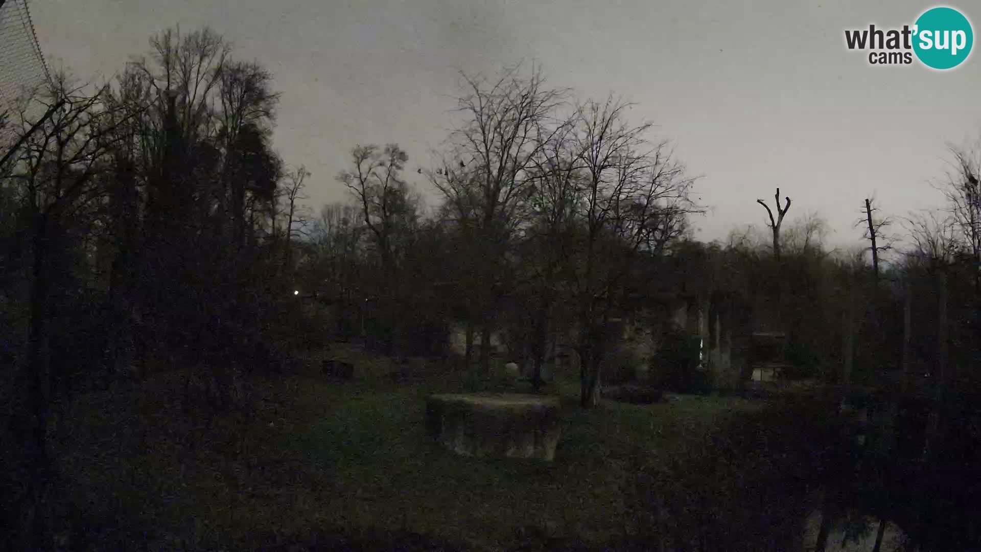 Spletna kamera Zoo Zagreb – Levi